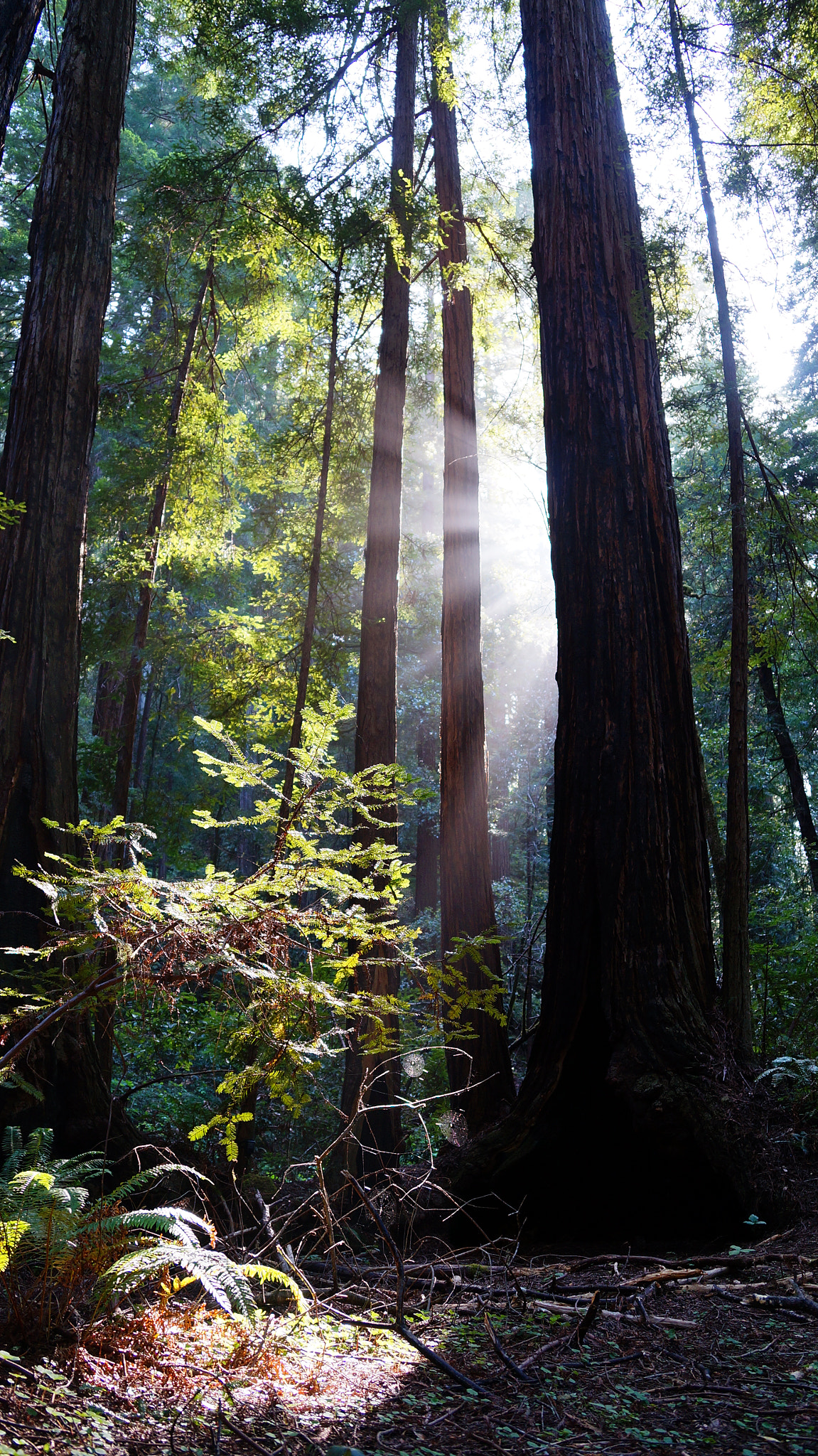 Sony DT 18-135mm F3.5-5.6 SAM sample photo. Sunset in muir woods photography