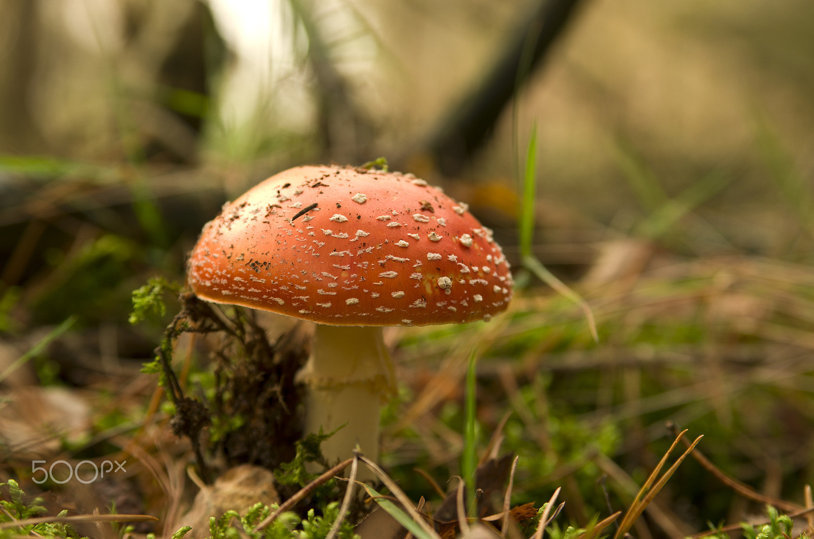 Tamron AF 28-75mm F2.8 XR Di LD Aspherical (IF) sample photo. In the woods... photography