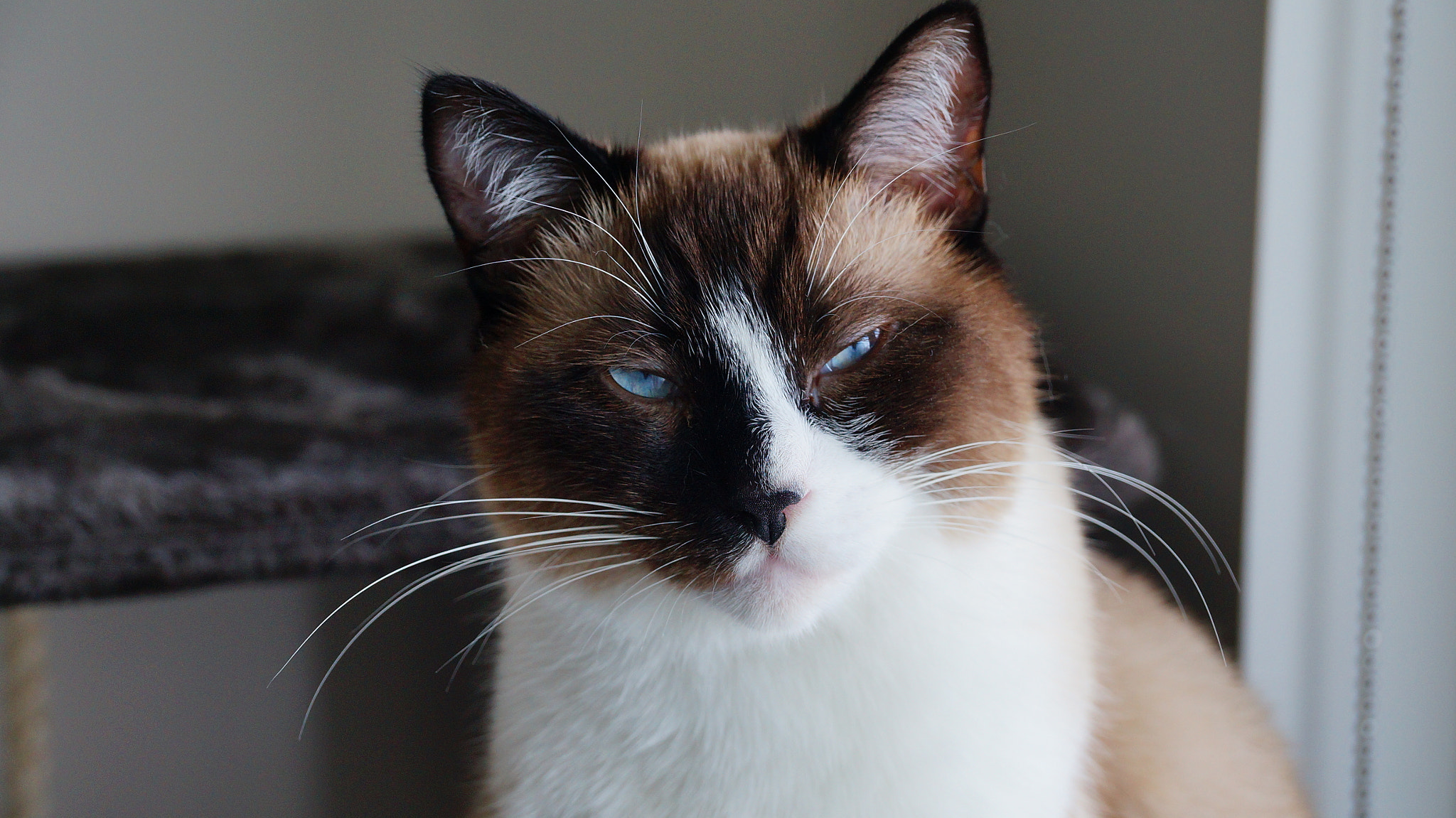Sony DT 18-135mm F3.5-5.6 SAM sample photo. Charlie chillin' photography