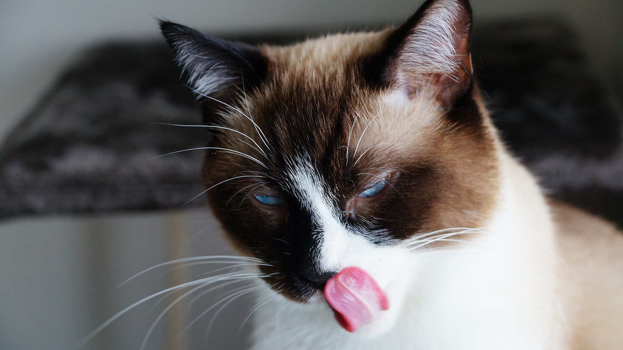 Sony DT 18-135mm F3.5-5.6 SAM sample photo. Hungry charlie photography