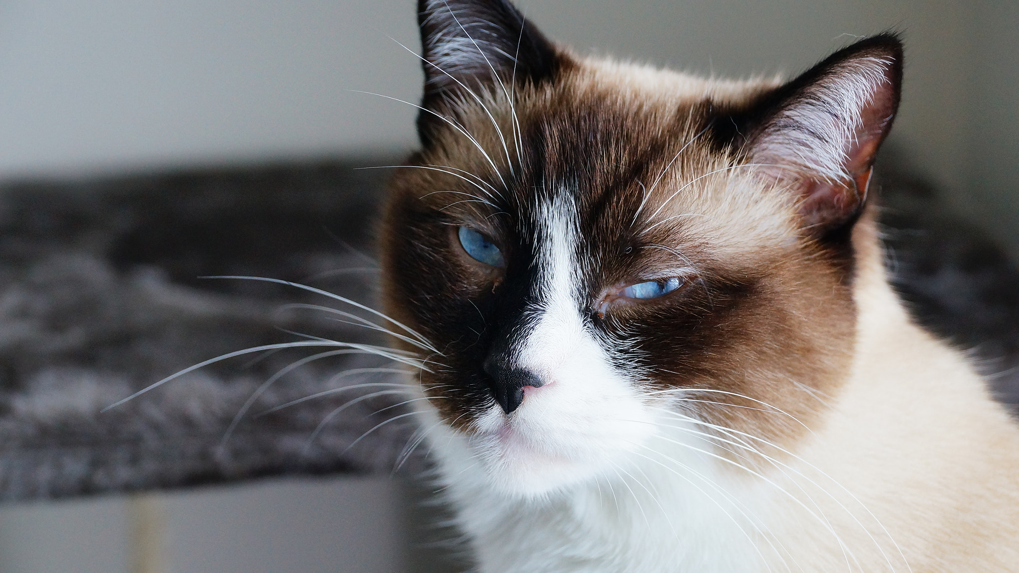 Sony DT 18-135mm F3.5-5.6 SAM sample photo. Charlie unimpressed photography