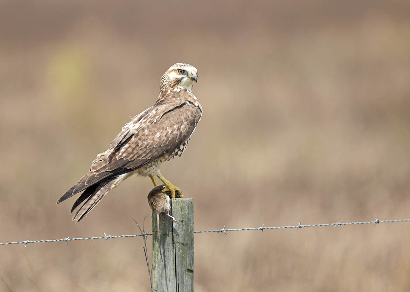Canon EF 500mm F4L IS II USM sample photo. Hawk with prey photography
