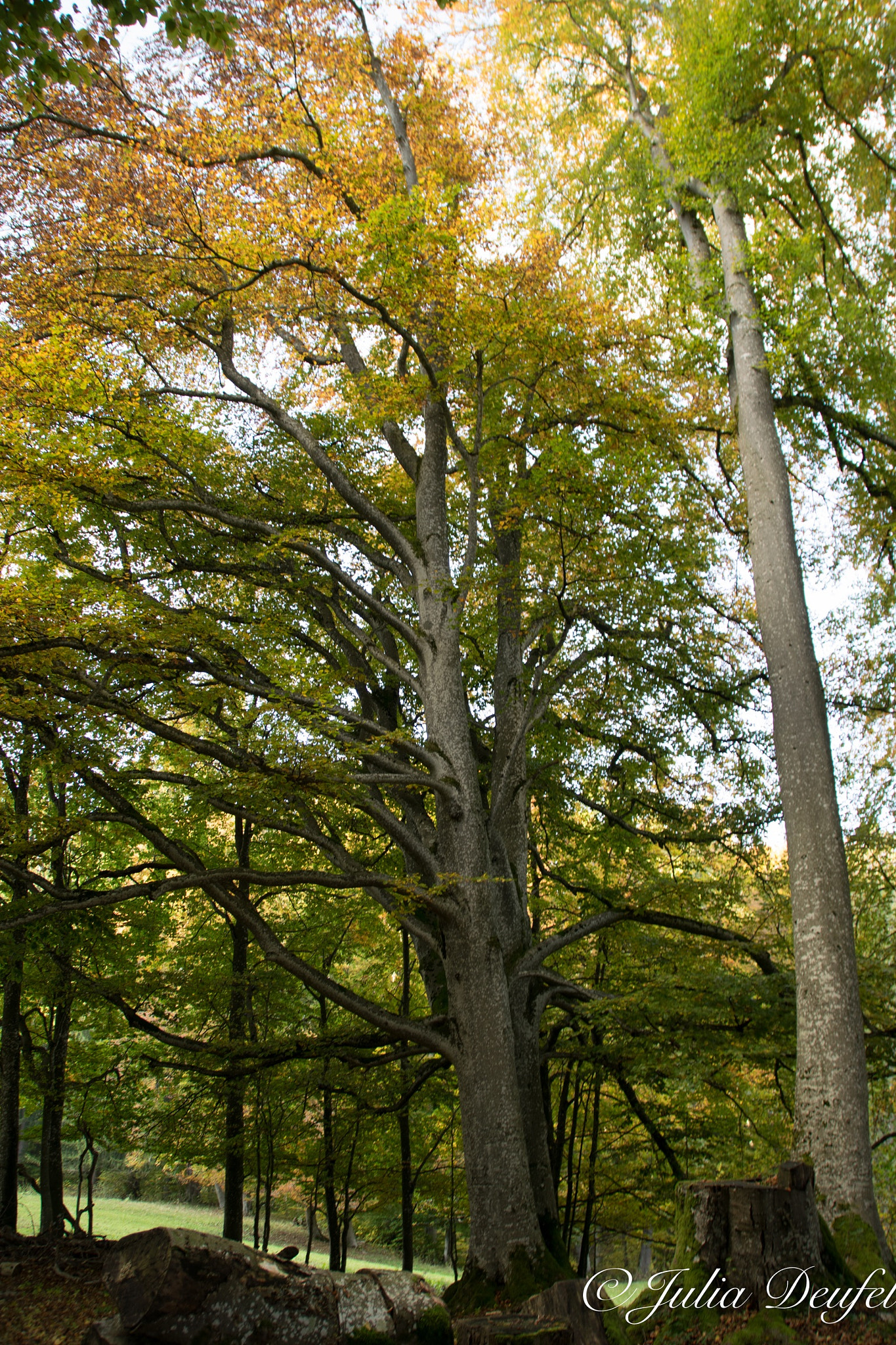 Nikon D5300 + Sigma 18-200mm F3.5-6.3 II DC OS HSM sample photo. Fall photography