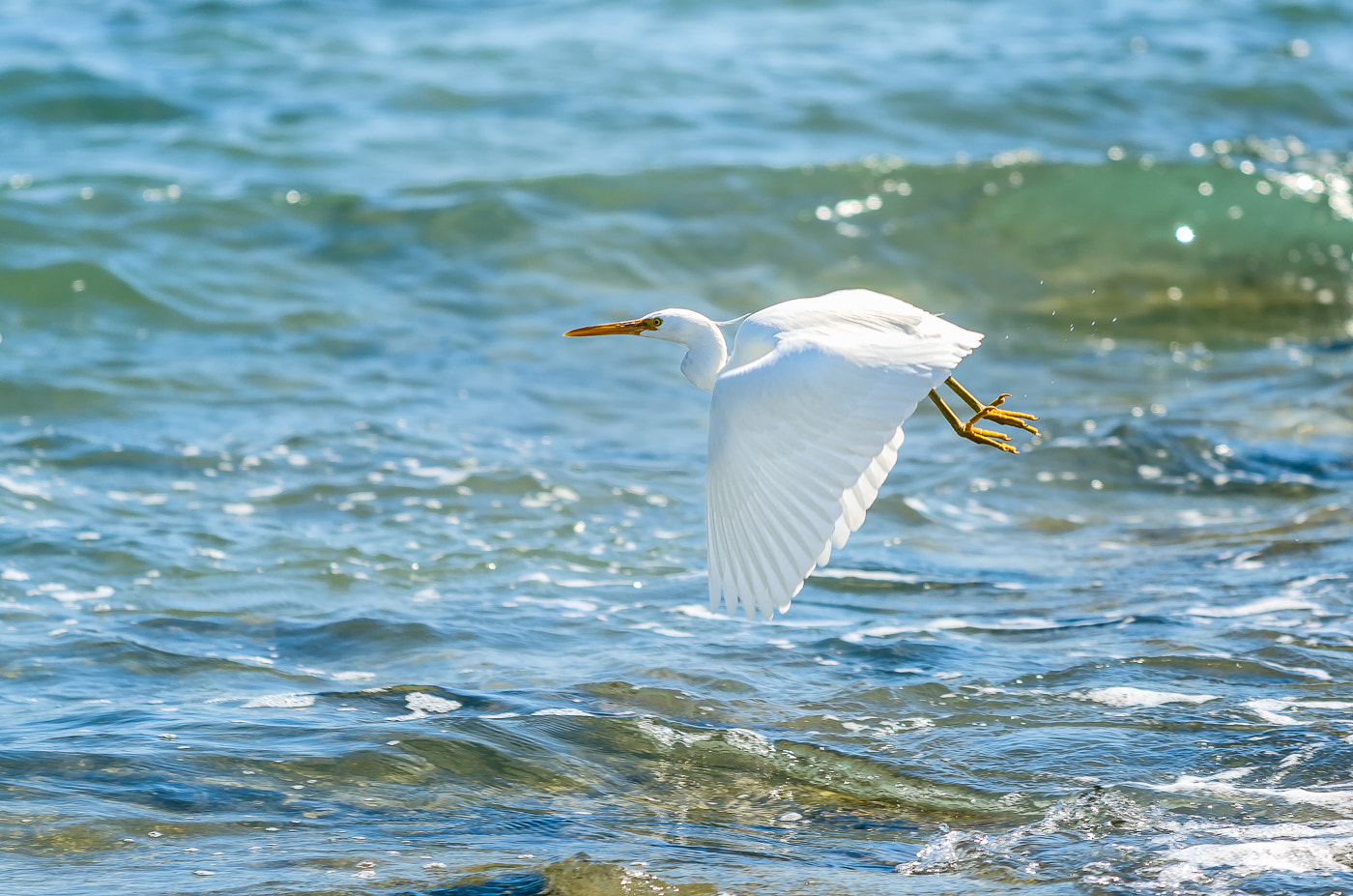 Nikon AF-S Nikkor 70-200mm F4G ED VR sample photo. Eastern great egret photography