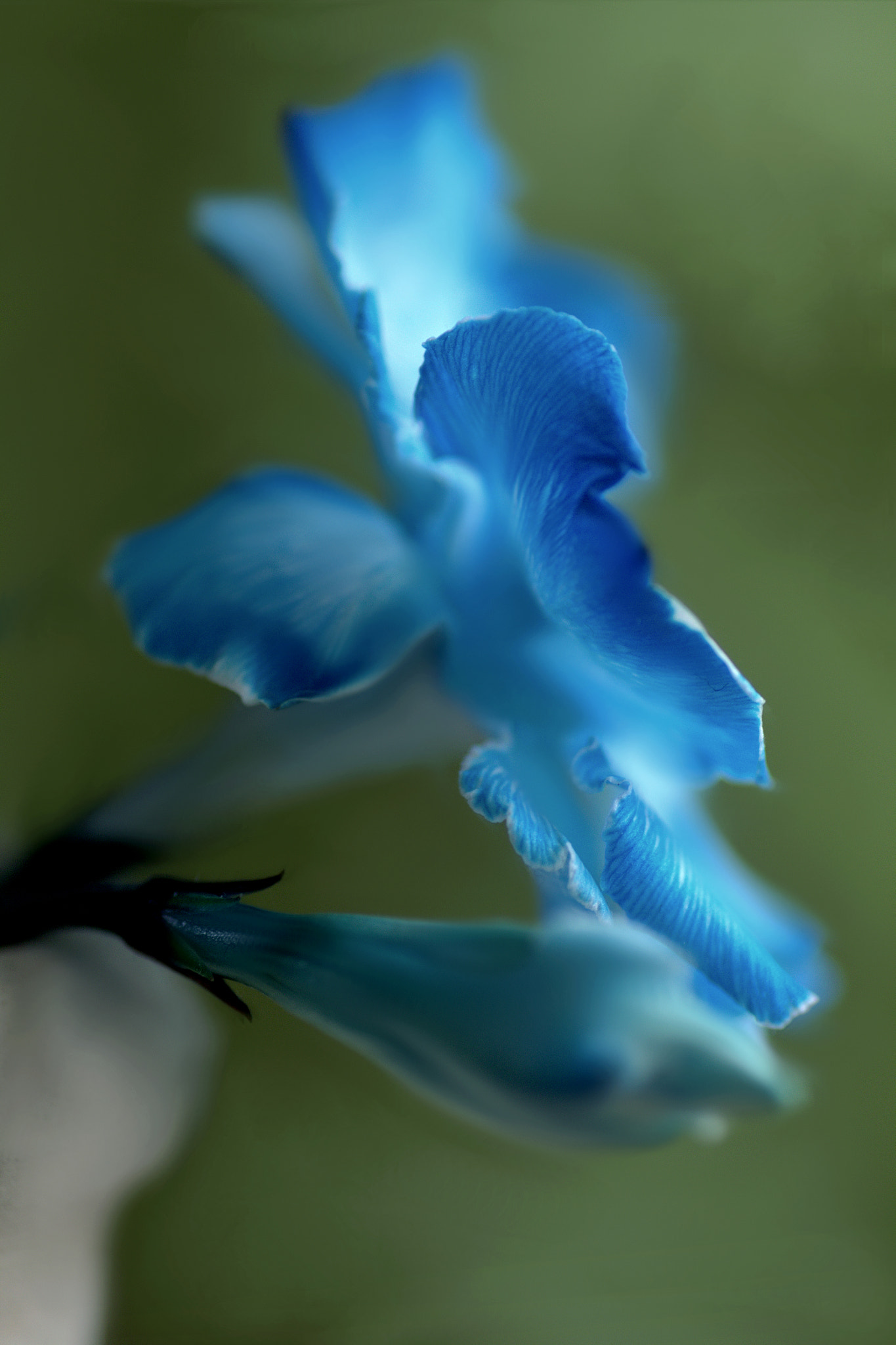 Canon EOS 60D + Tamron SP AF 90mm F2.8 Di Macro sample photo. Blue velvet photography