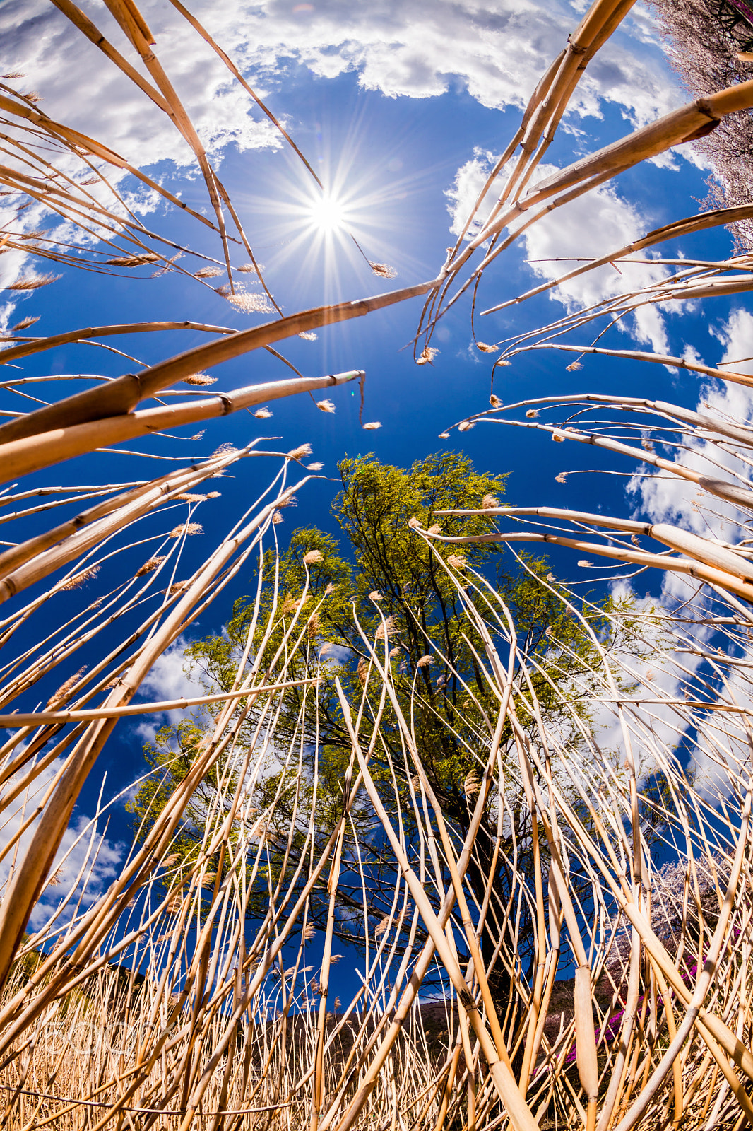 Canon EF 8-15mm F4L Fisheye USM sample photo. Grasses photography