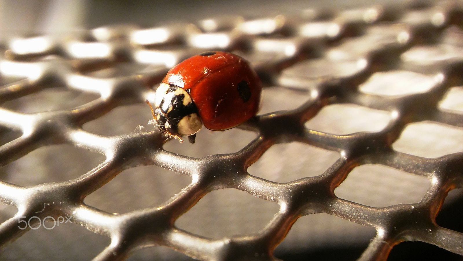 LG SPIRIT 4G LTE sample photo. Ladybug photography
