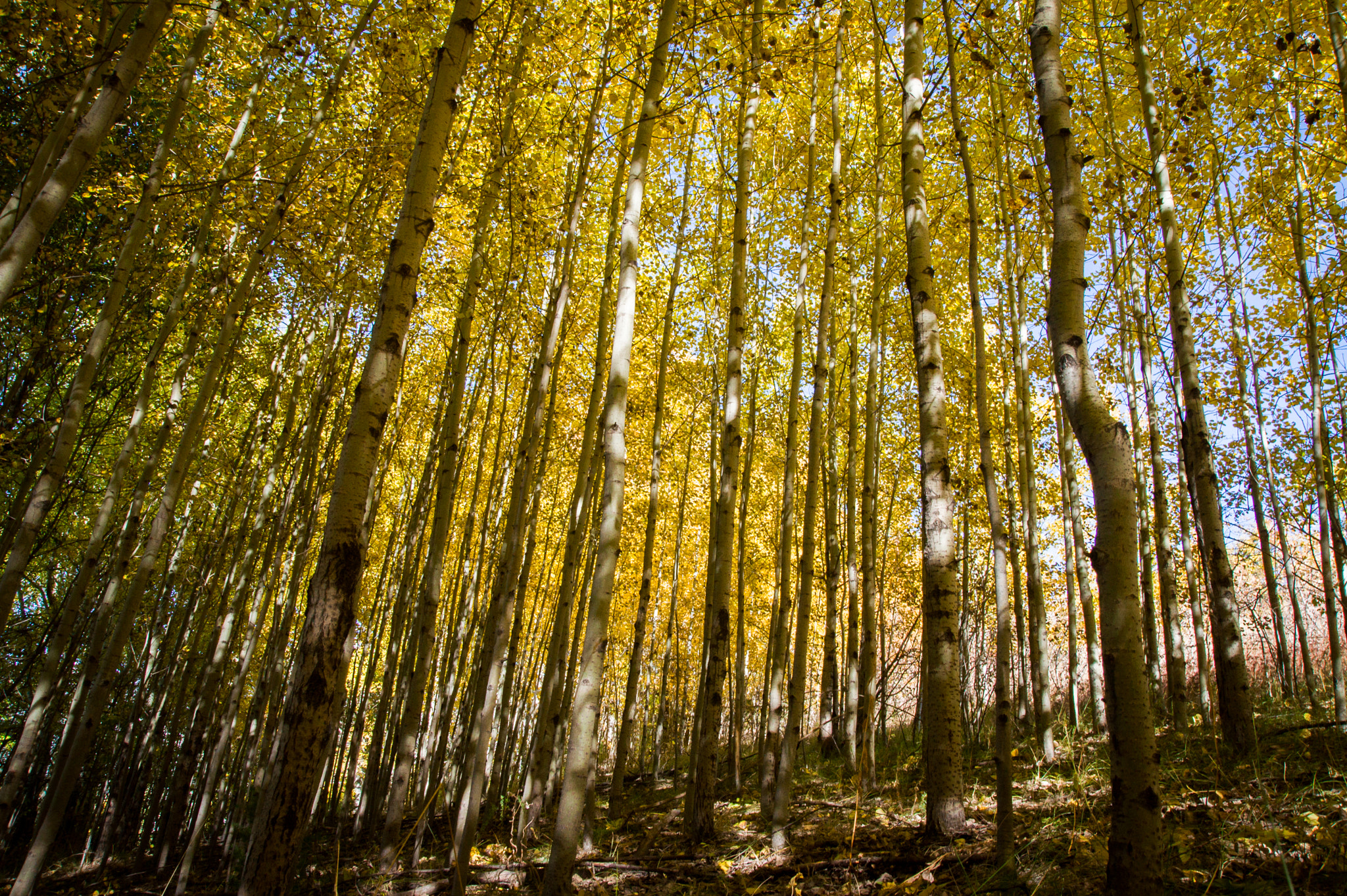 Sony Alpha DSLR-A450 sample photo. ... pendant que le loup n'y est pas photography
