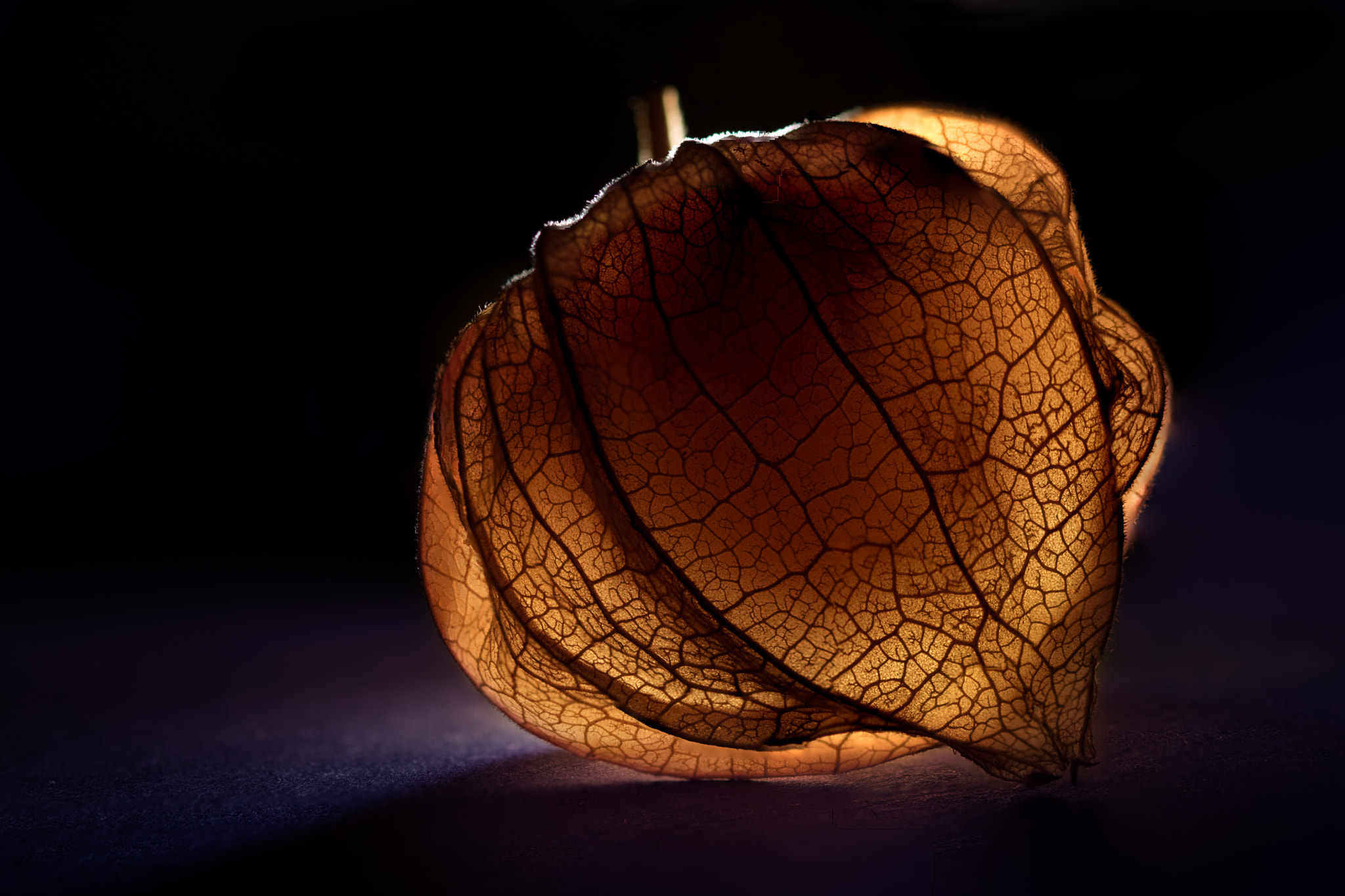 Sigma 105mm F2.8 EX DG OS HSM sample photo. Physalis - the second shot :) photography
