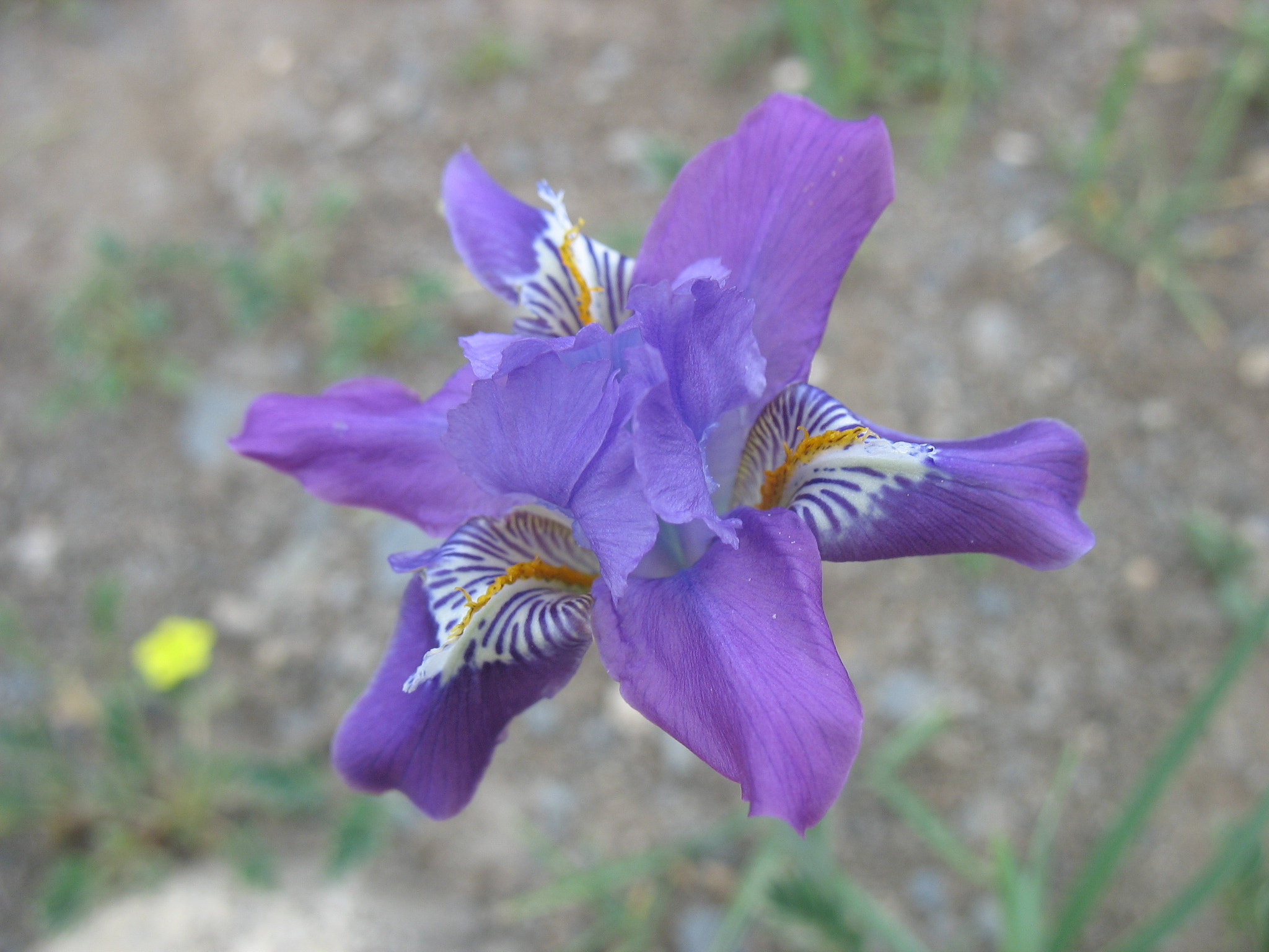 Canon POWERSHOT A610 sample photo. Himalayan flower photography