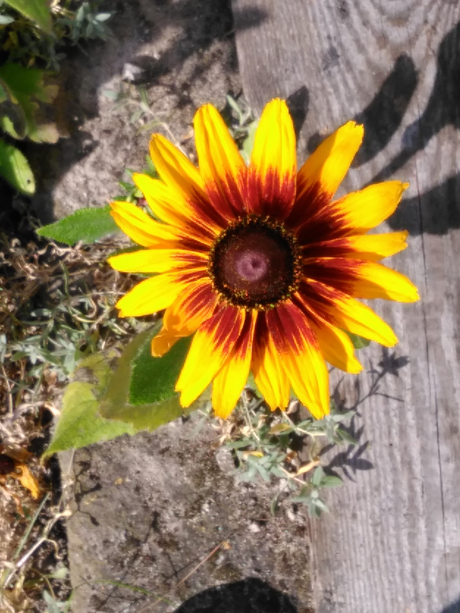 HUAWEI G620S-L01 sample photo. Flowers photography