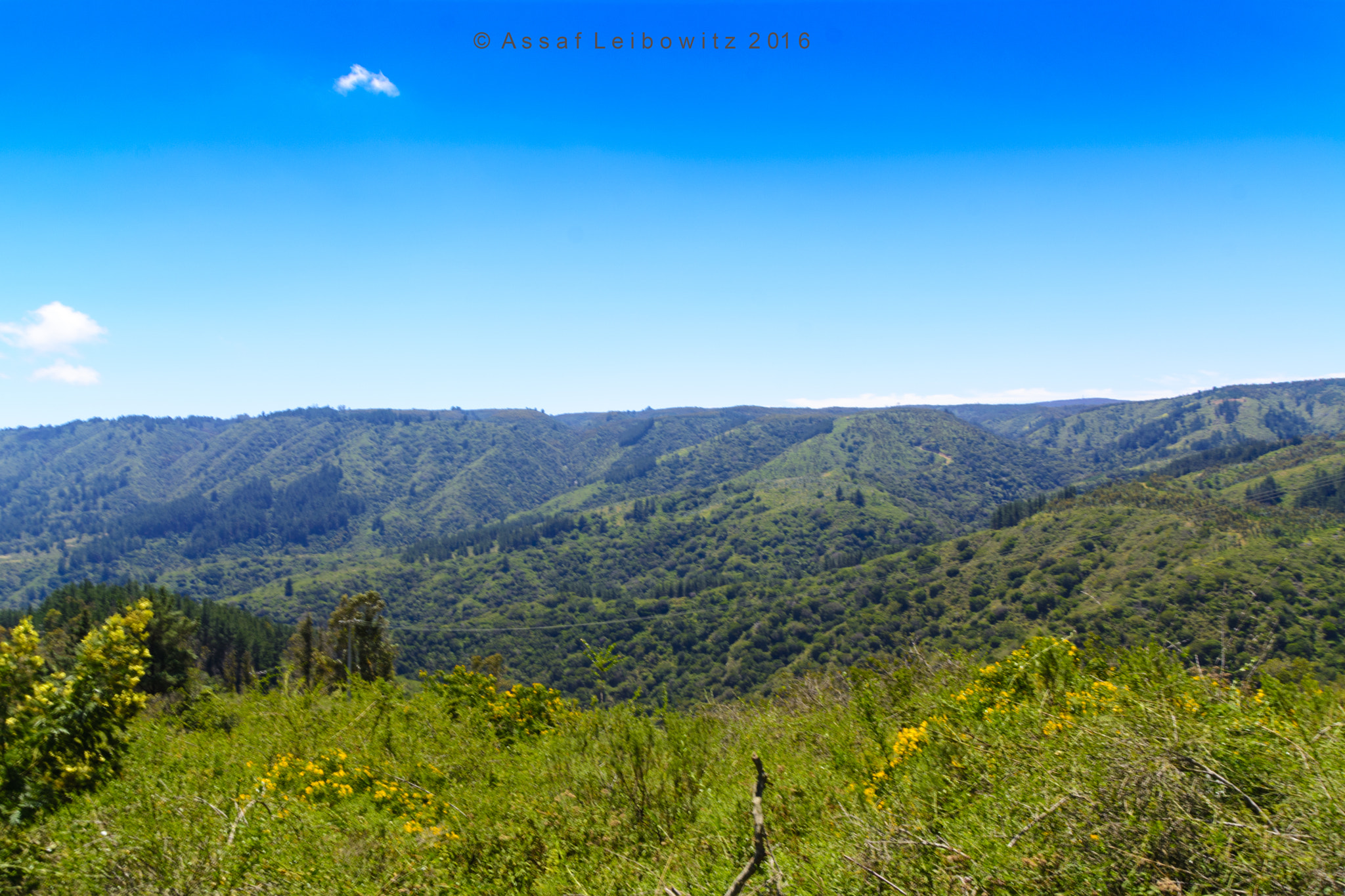 Sigma 18-250mm F3.5-6.3 DC Macro OS HSM sample photo. Forest photography