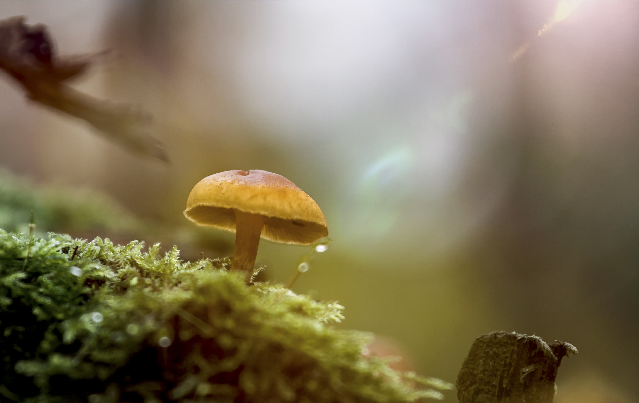 Canon EOS 500D (EOS Rebel T1i / EOS Kiss X3) + Canon EF 70-200mm F4L USM sample photo. Small mushroom in the autumn sun photography