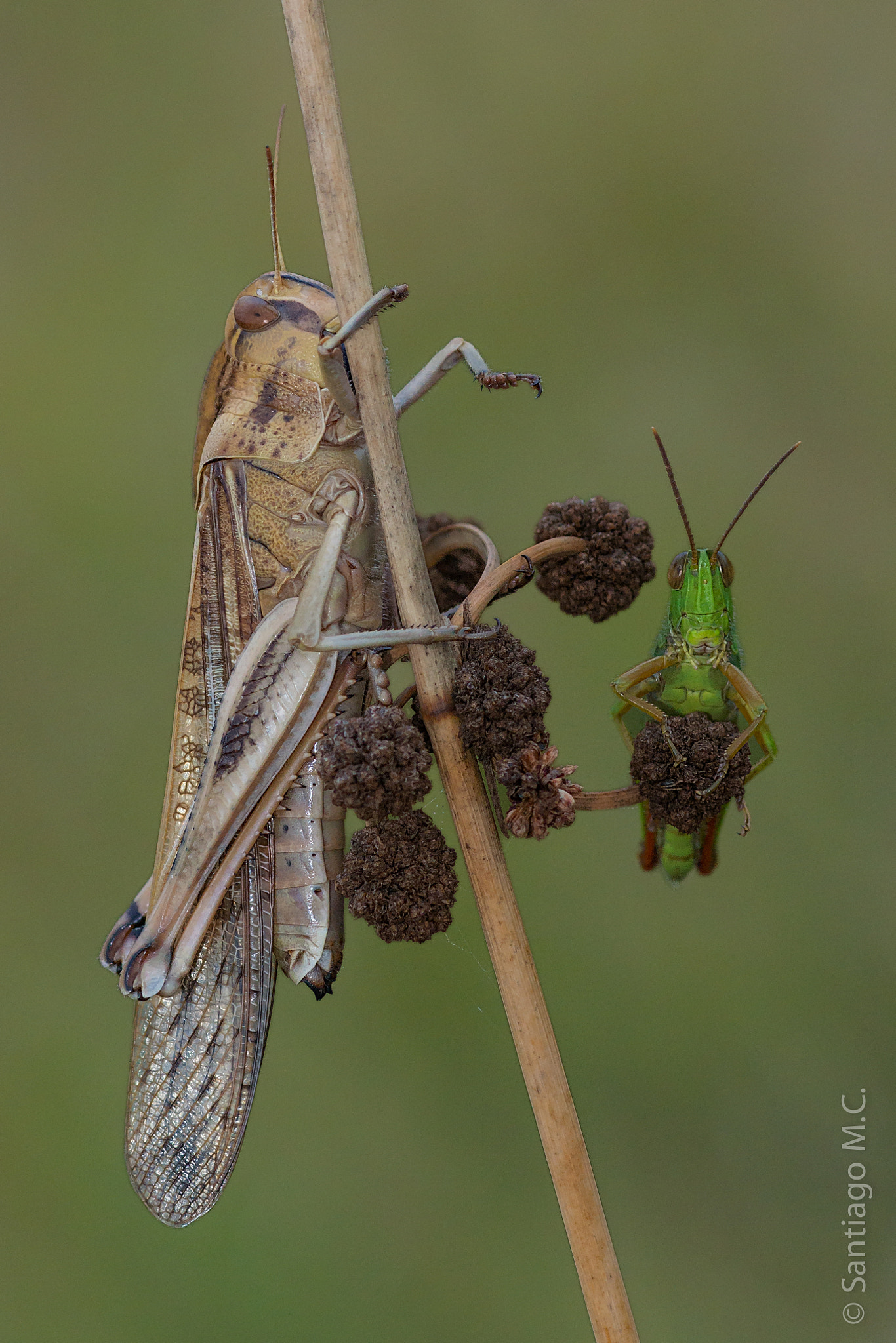 Sony SLT-A77 sample photo. Locusta migratoria y paracinema tricolor photography