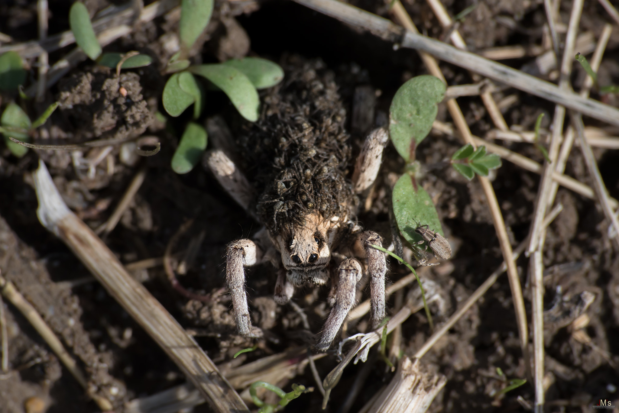 Nikon D750 + Sigma 70-300mm F4-5.6 APO DG Macro sample photo. Wolf spider (lycosidae) carrying her babies photography