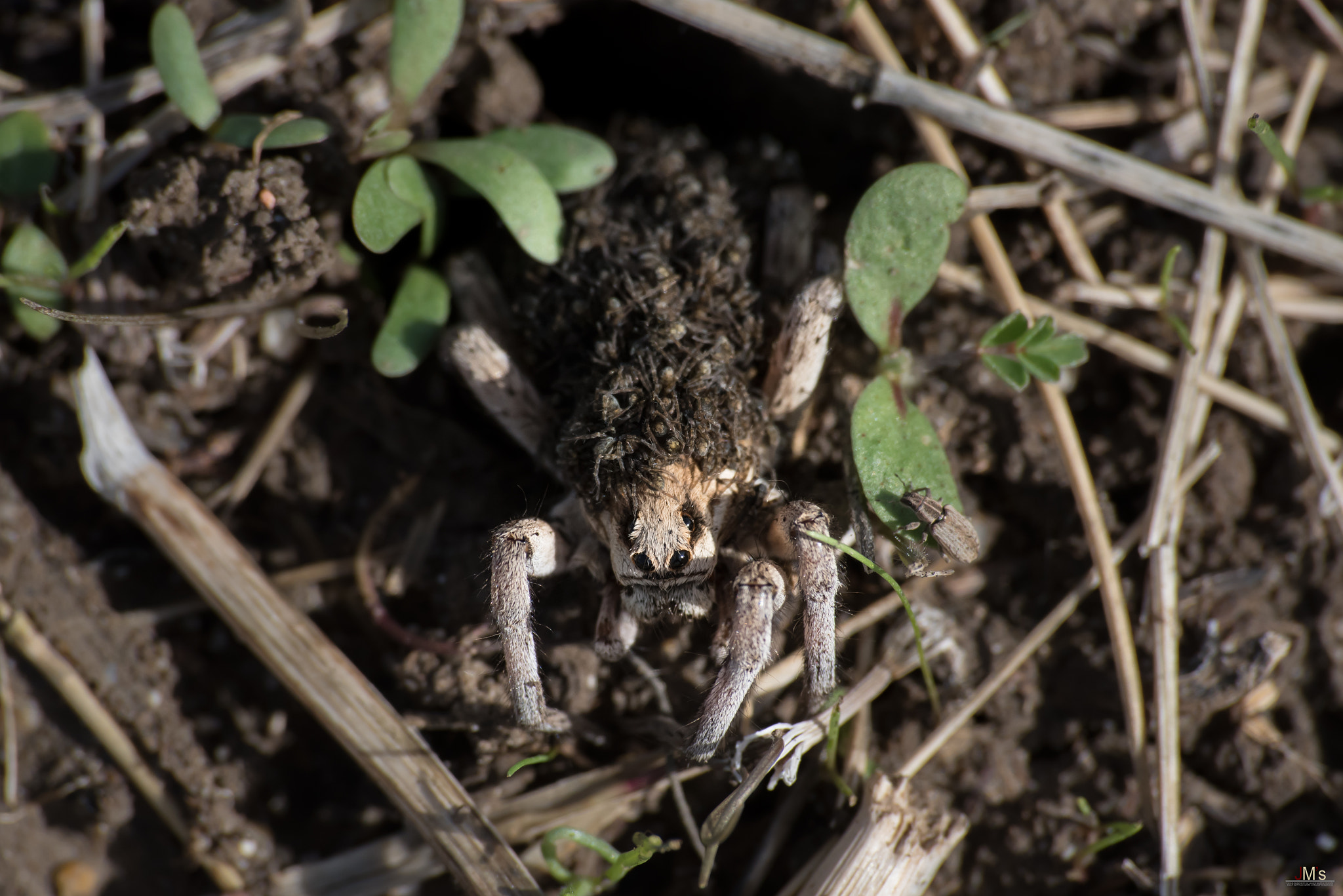 Sigma 70-300mm F4-5.6 APO DG Macro sample photo. Wolf spider (lycosidae) carrying her babies photography