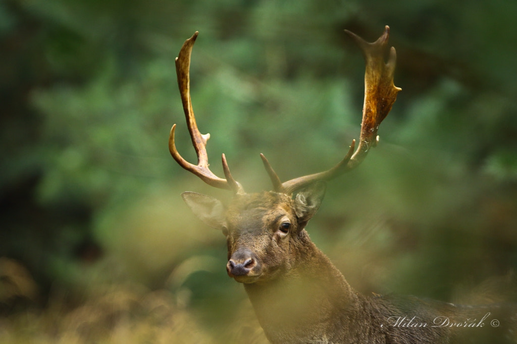 Canon EOS 7D Mark II + Canon EF 300mm F2.8L IS USM sample photo. Of life in the grass photography