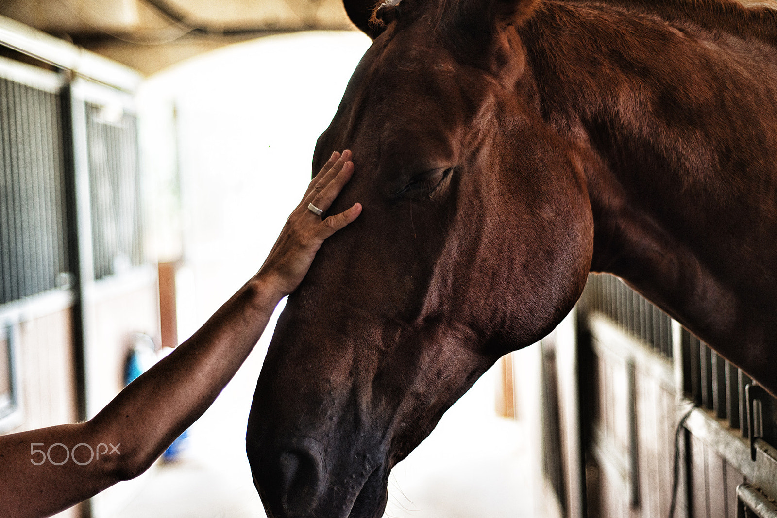 Nikon D800 + AF Nikkor 50mm f/1.8 sample photo. The bond photography