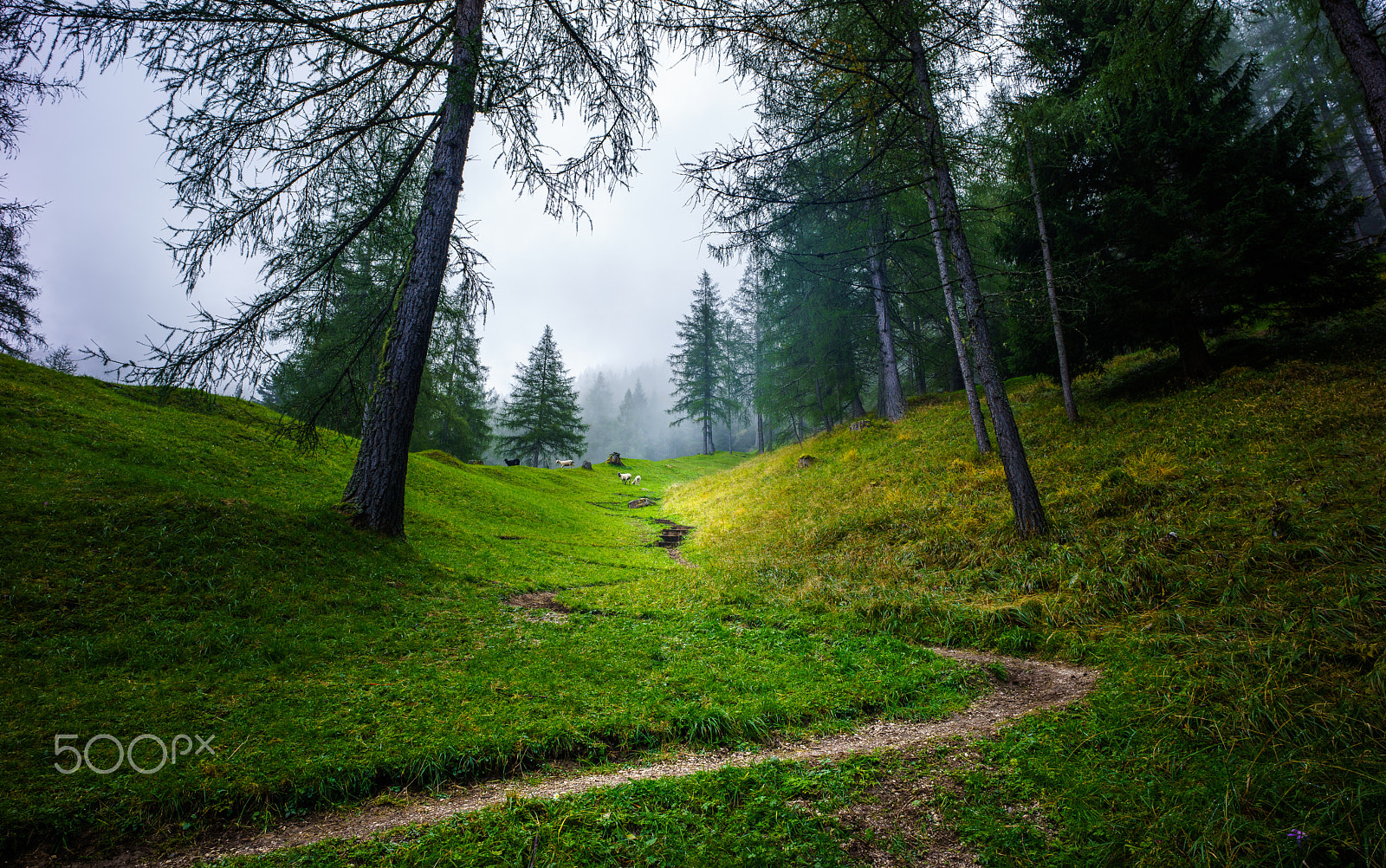 Sony a7R + E 21mm F2.8 sample photo. Alpine path photography