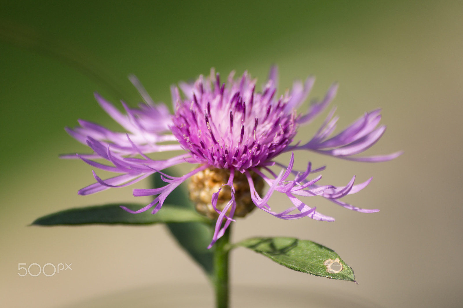 Sony 75-300mm F4.5-5.6 sample photo. Pink photography
