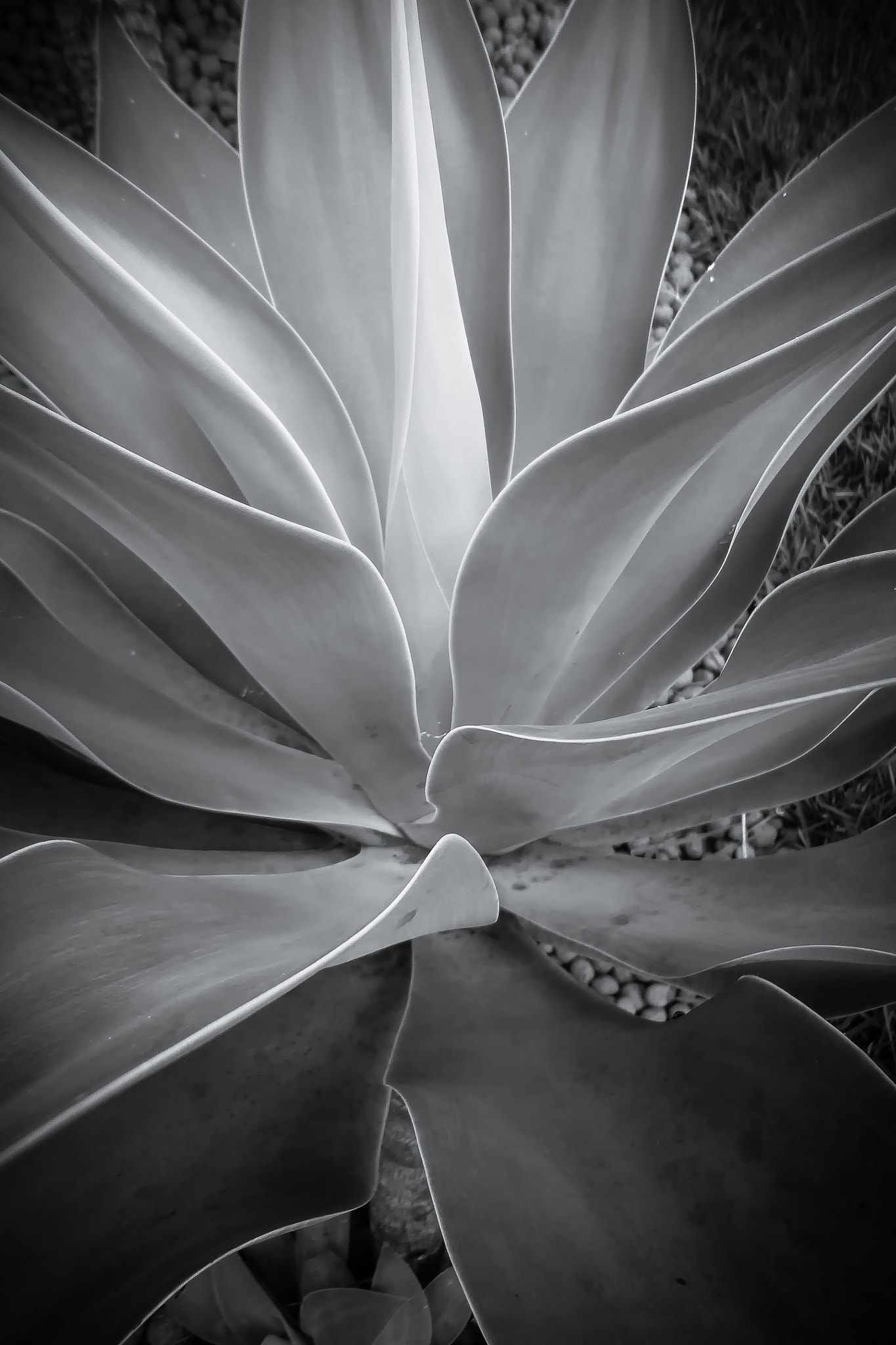 Panasonic DMC-SZ7 sample photo. Agave photography