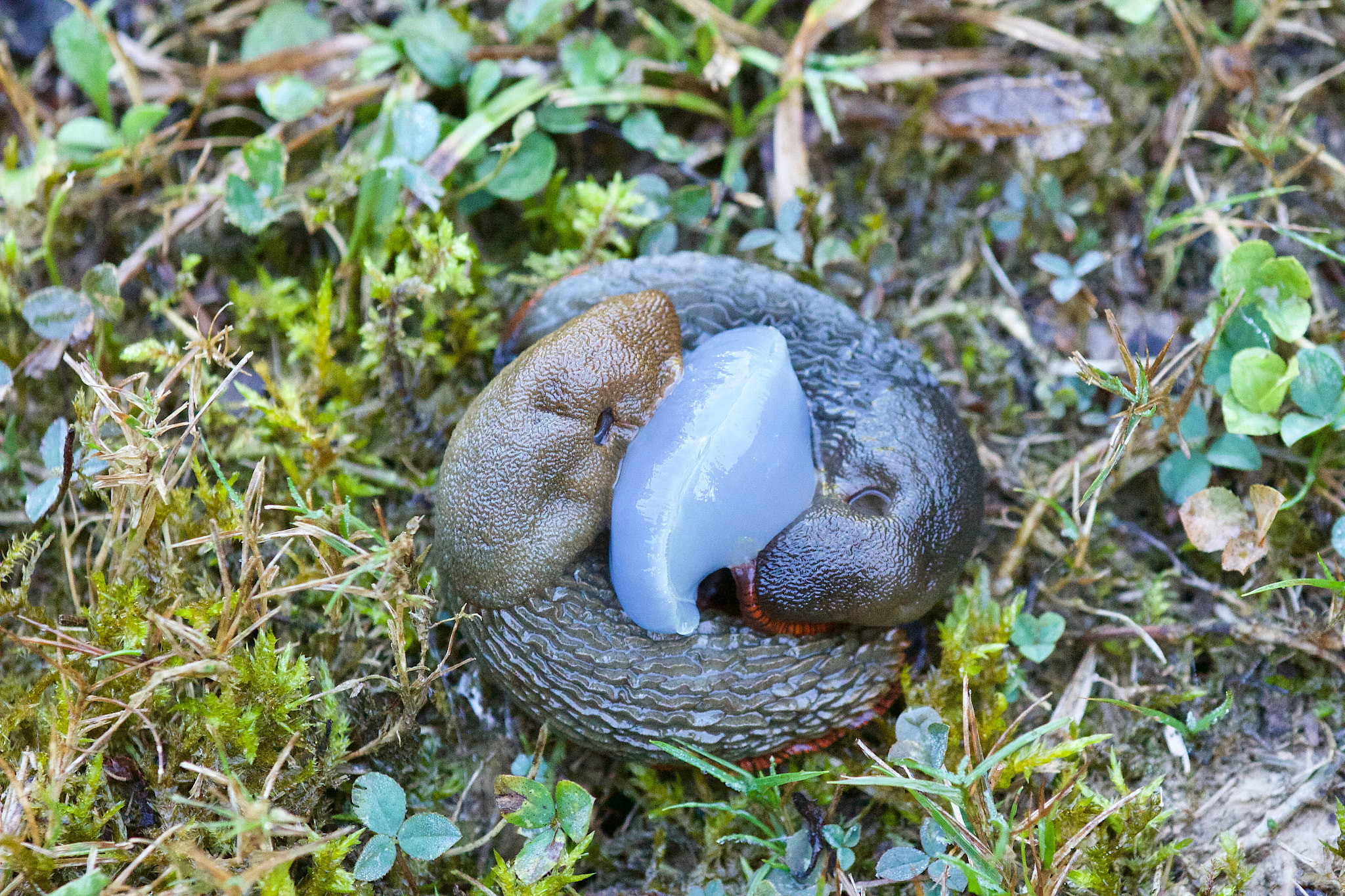 Sigma 105mm F2.8 EX DG Macro sample photo. Slugs mating photography