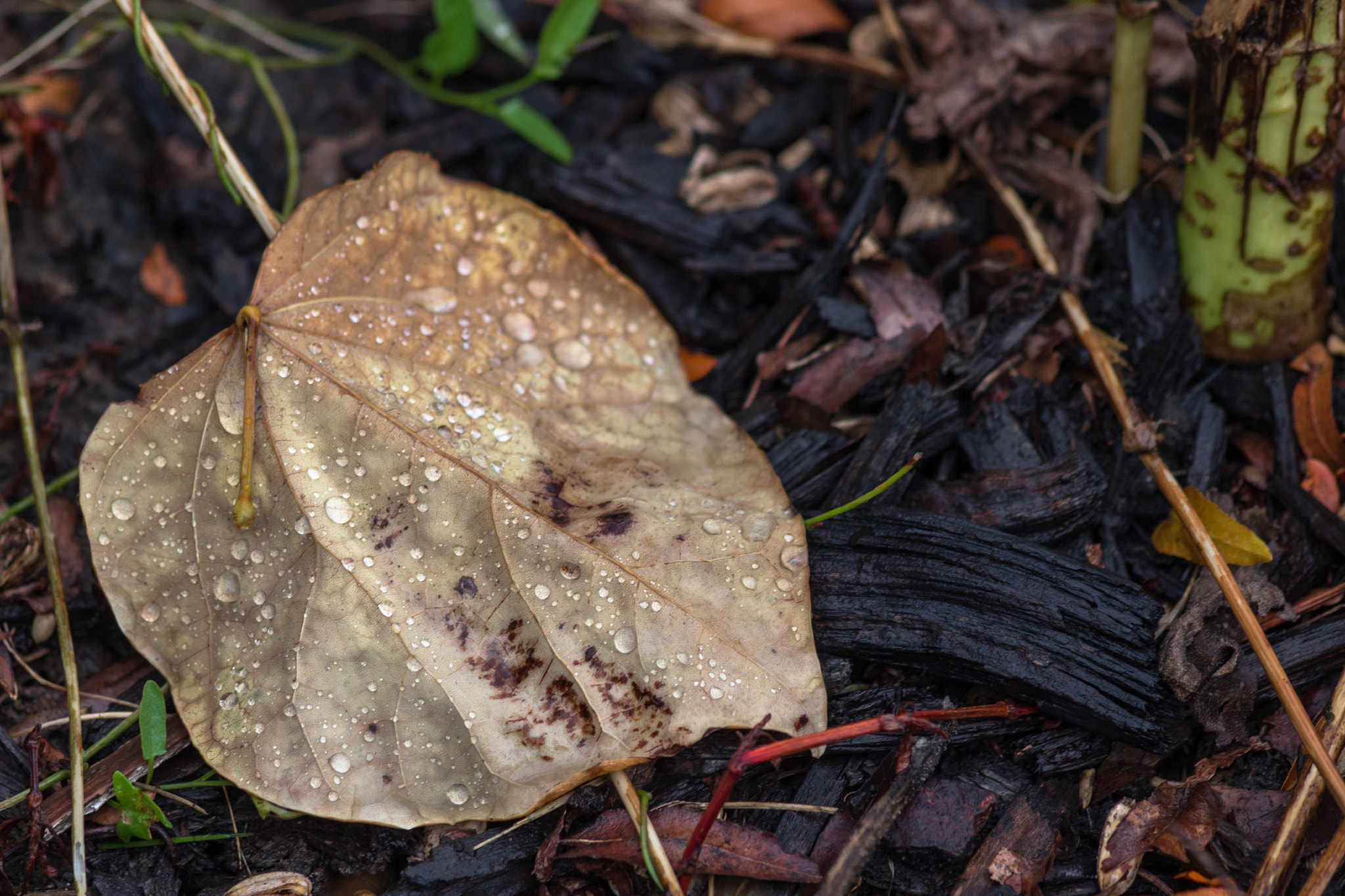 Canon EF 70-300mm F4-5.6 IS USM sample photo. Rainy leaf photography