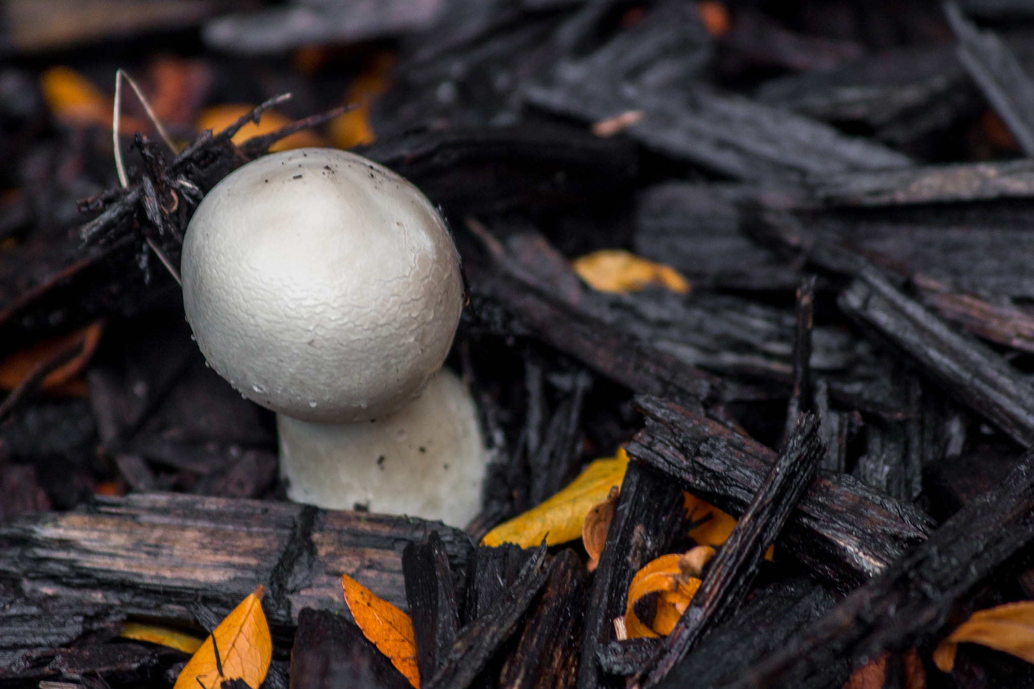 Canon EF 70-300mm F4-5.6 IS USM sample photo. Rainy mushroom photography