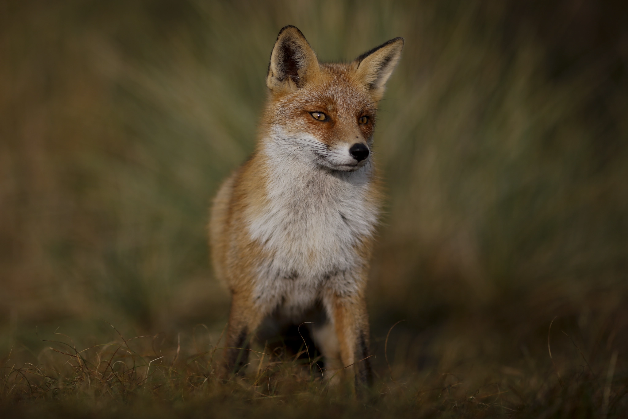 Canon EOS 5DS R + Canon EF 135mm F2L USM sample photo. Red fox photography