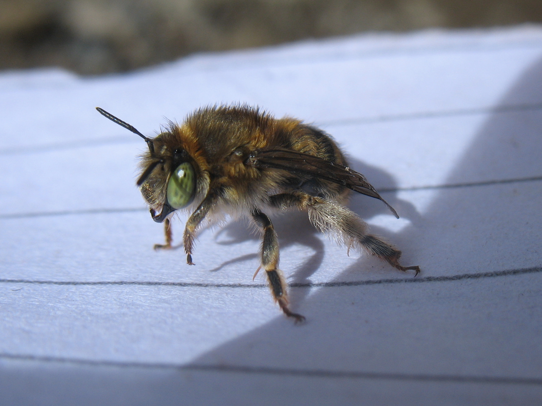 Canon POWERSHOT A610 sample photo. Green-eyed bee photography