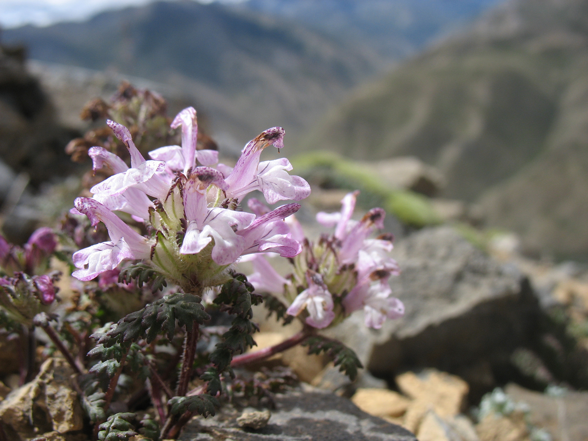 Canon POWERSHOT A610 sample photo. High mountain flower photography