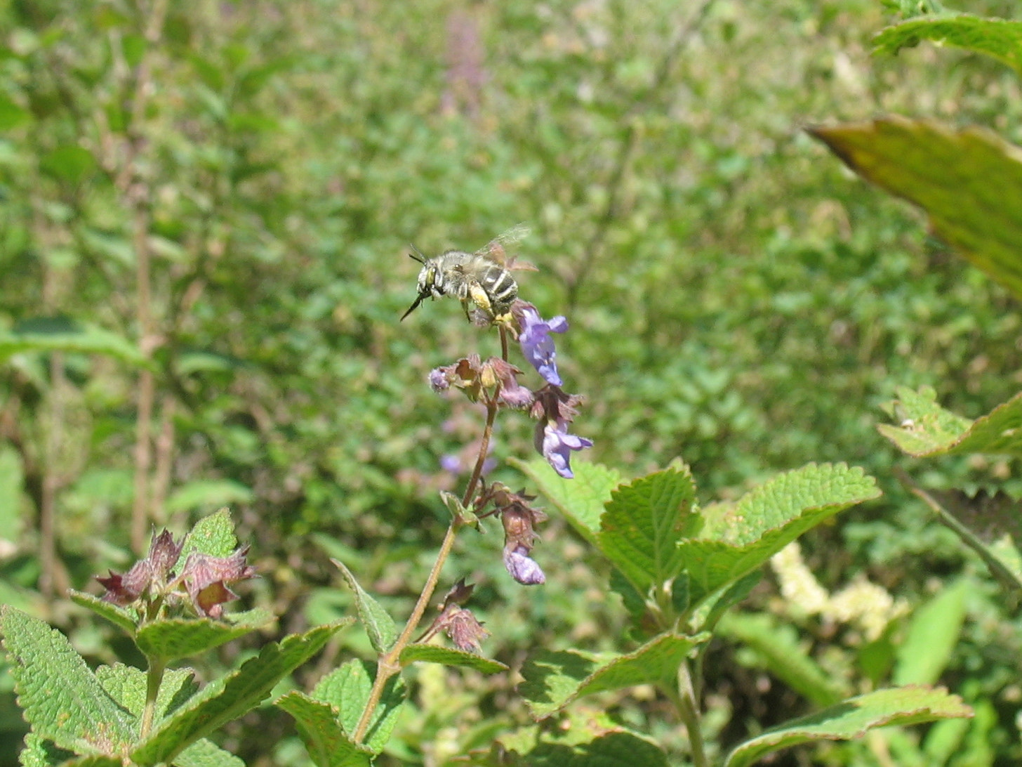 Canon POWERSHOT A610 sample photo. Bee returning home photography