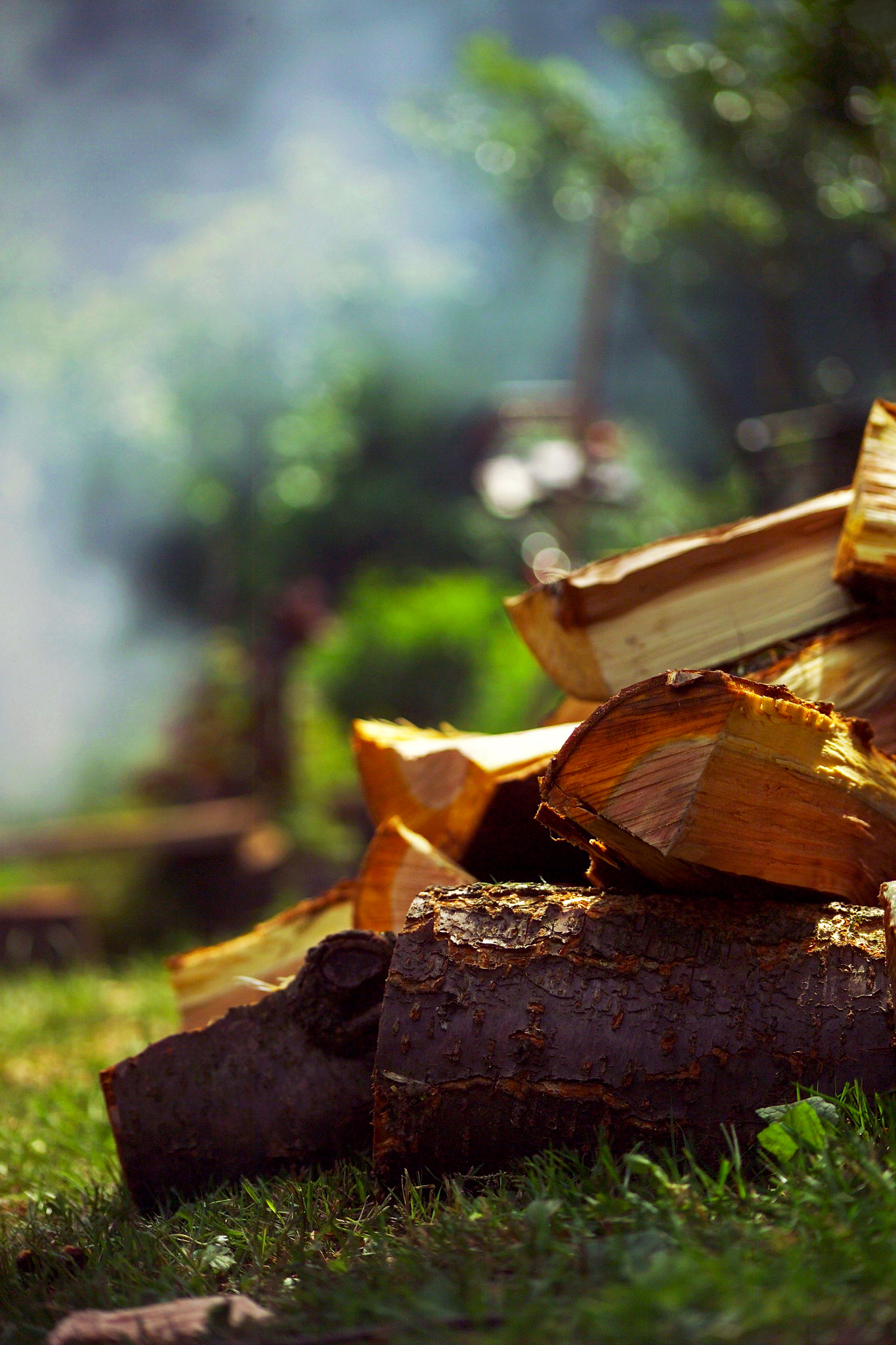 Kodak DCS Pro 14N sample photo. Smell of wood photography