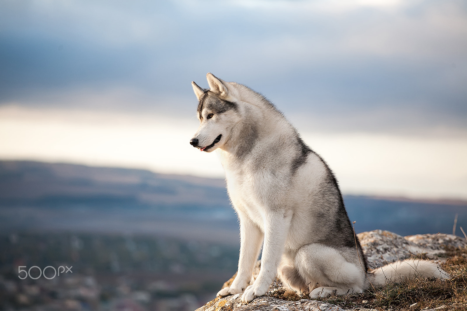 Canon EOS 5D + Canon EF 70-200mm F4L USM sample photo. Husky in the mountains photography