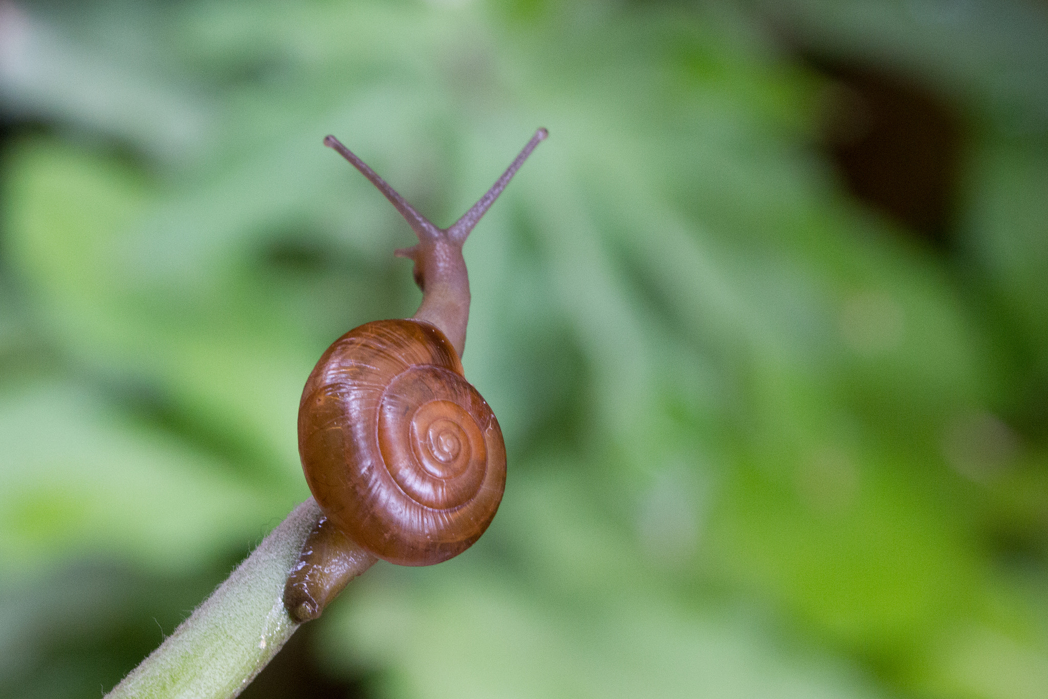 Canon EOS 550D (EOS Rebel T2i / EOS Kiss X4) sample photo. The guardian snail photography