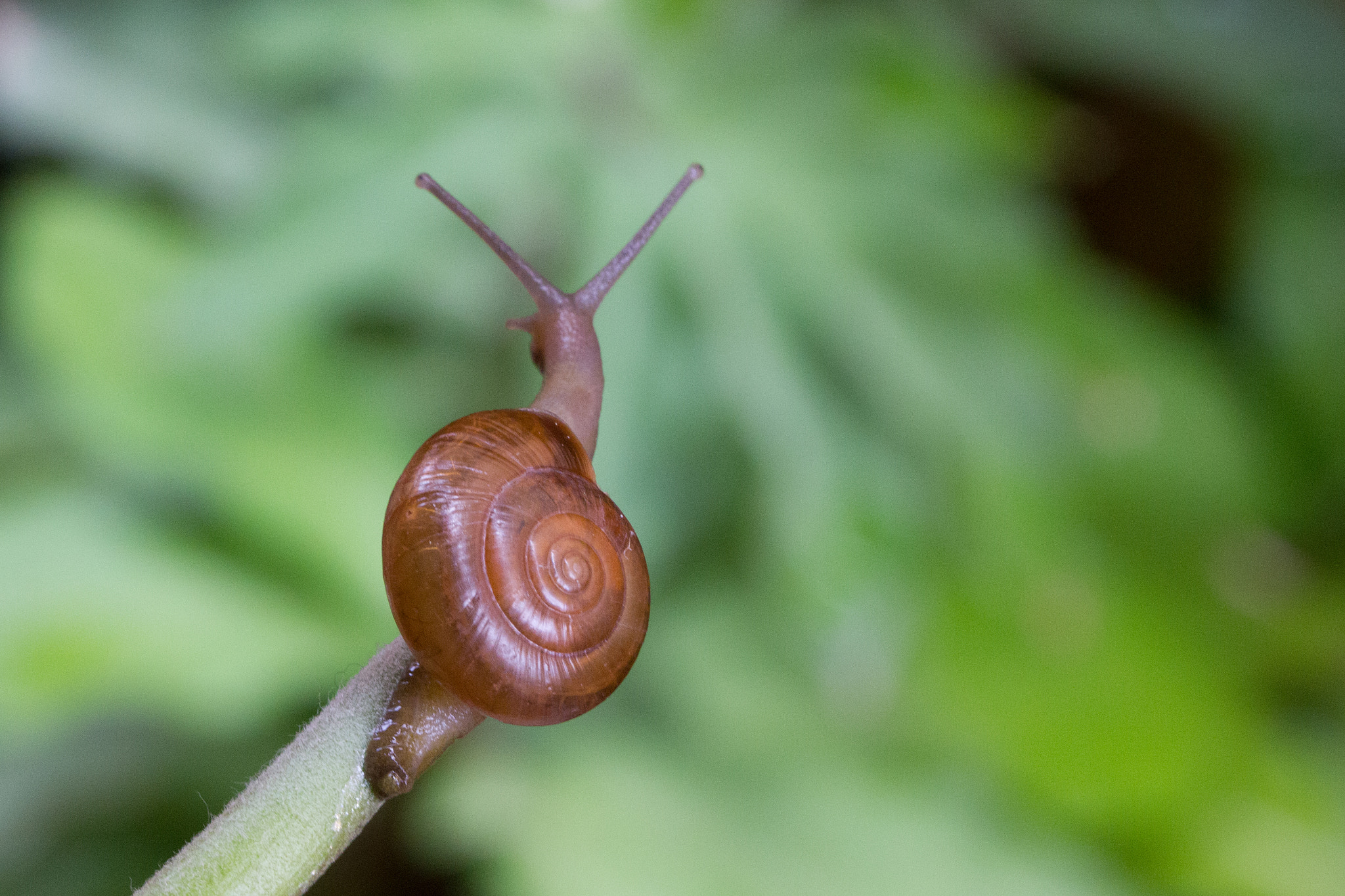 Canon EF 100mm F2.8L Macro IS USM sample photo. The guardian snail photography