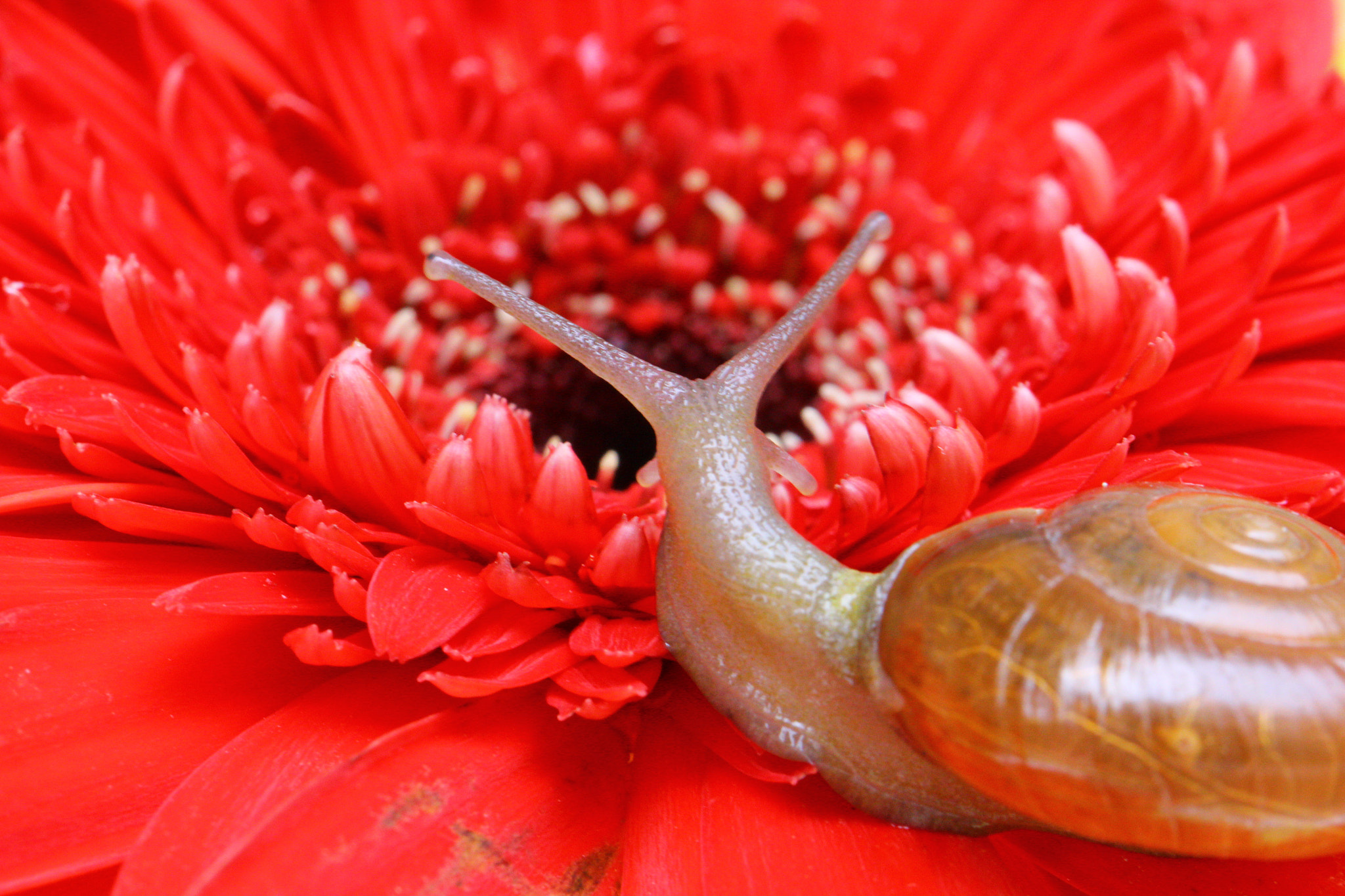 Canon EF 100mm F2.8L Macro IS USM sample photo. Snail's world photography