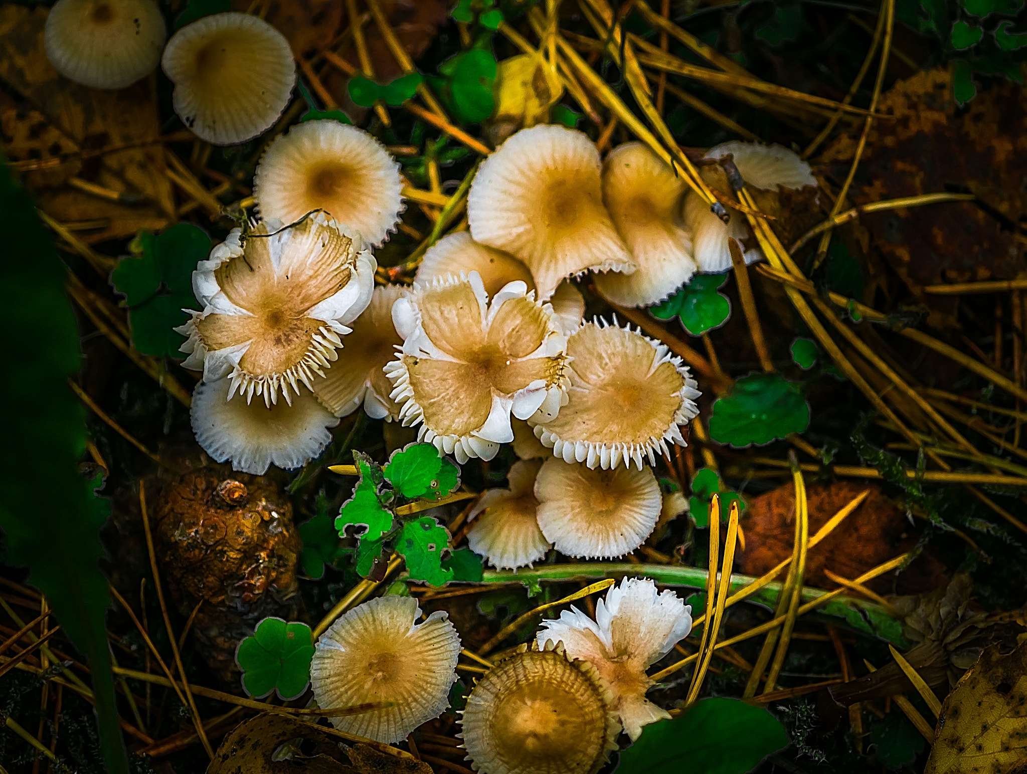 Pentax K-S2 + smc Pentax-DA L 50-200mm F4-5.6 ED WR sample photo. Mushrooms flowers photography