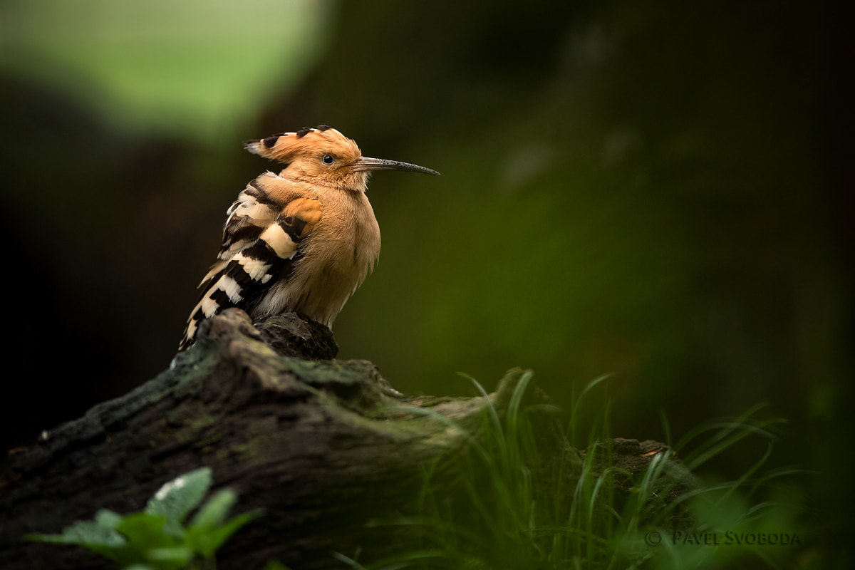 Nikon D5 sample photo. Hoopoe photography