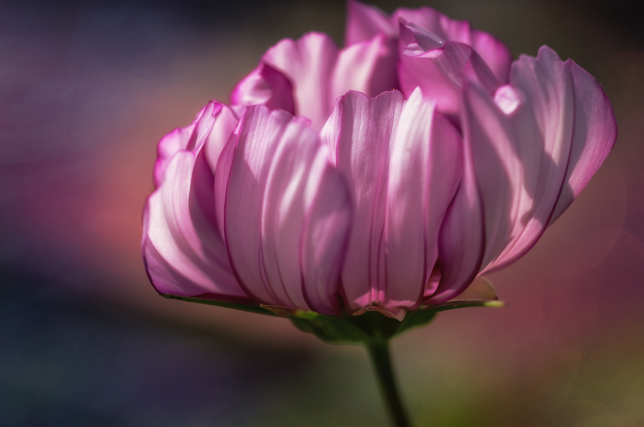 Nikon AF-S Micro-Nikkor 60mm F2.8G ED sample photo. Pink!! photography