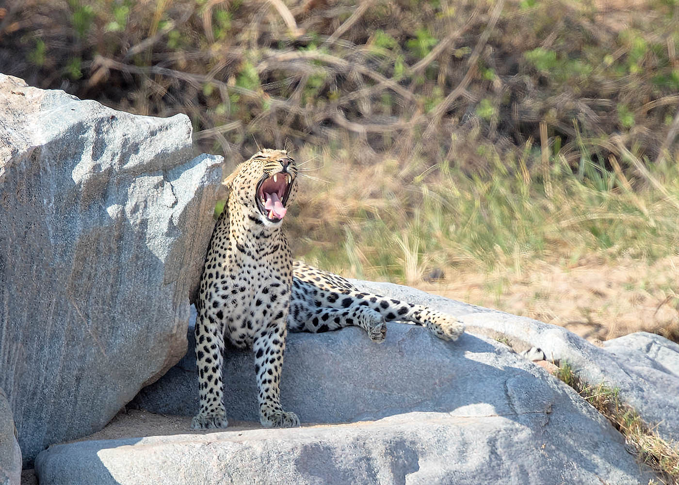 Canon EF 500mm F4L IS II USM sample photo. Leopard sheltering from sun photography