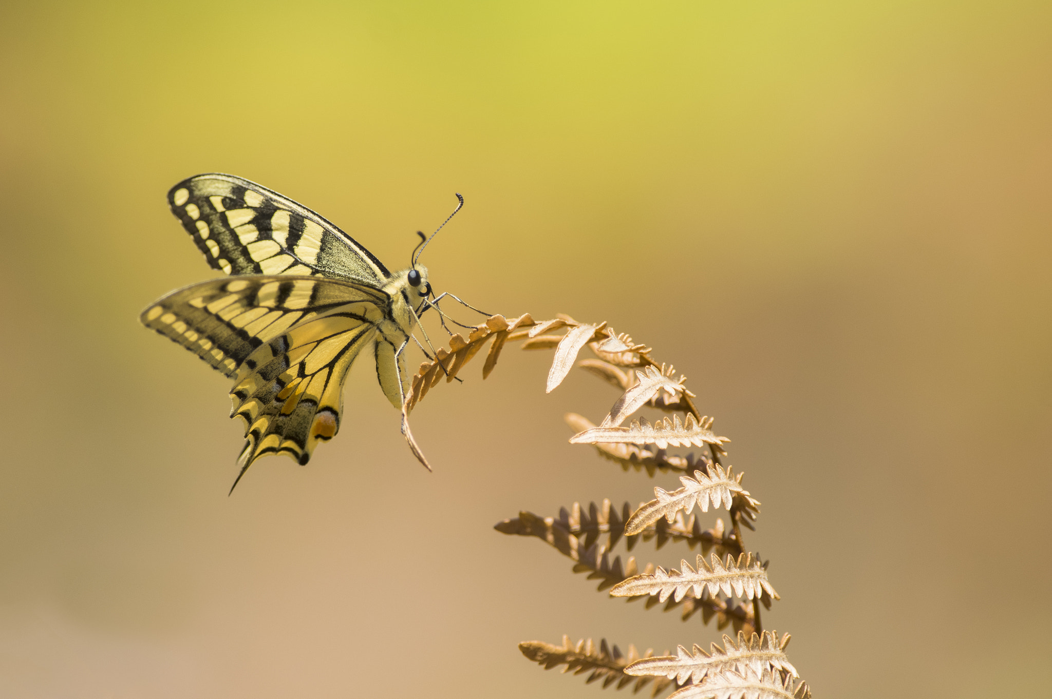 Pentax K-3 sample photo. Machaon . photography