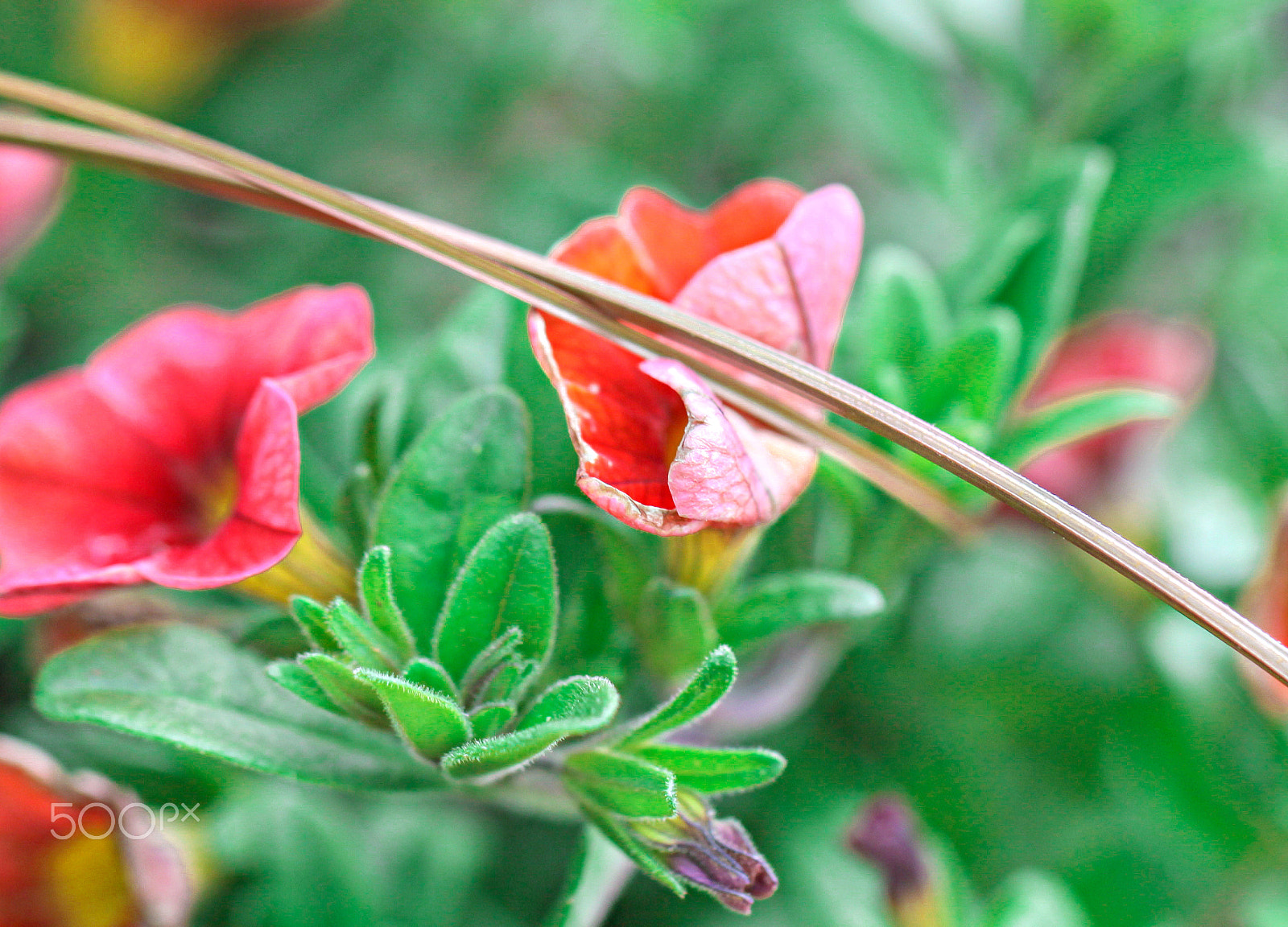 Canon EF 100mm F2.8L Macro IS USM sample photo. Seasonal photography