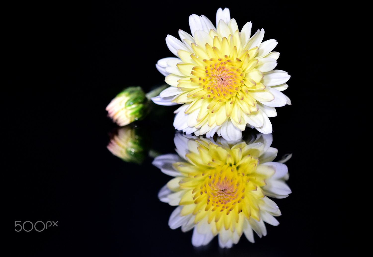 Nikon D7200 sample photo. Flower photography
