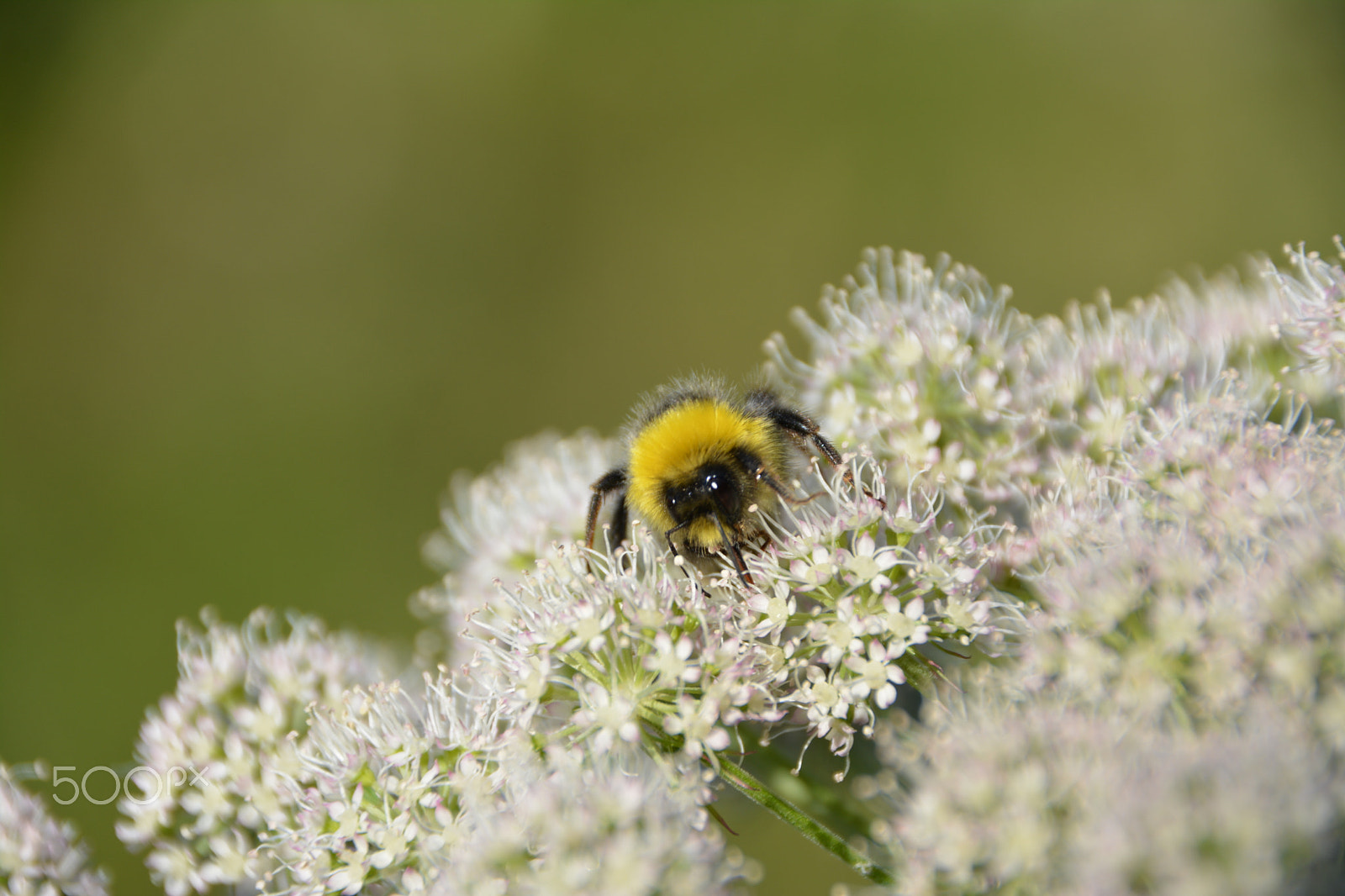 Sigma 18-200mm F3.5-6.3 II DC OS HSM sample photo. Bee on flower photography