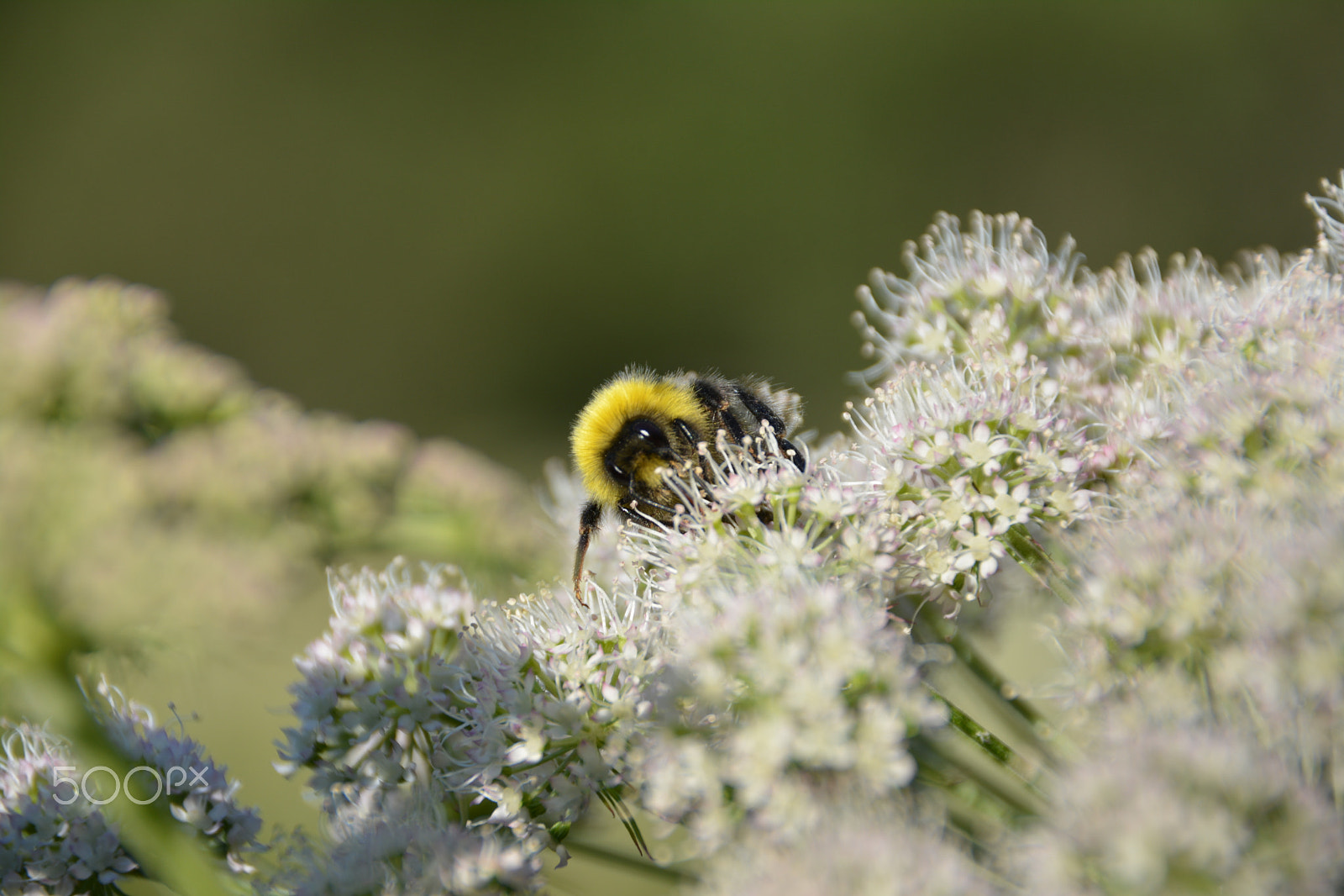 Sigma 18-200mm F3.5-6.3 II DC OS HSM sample photo. Bee on flower photography