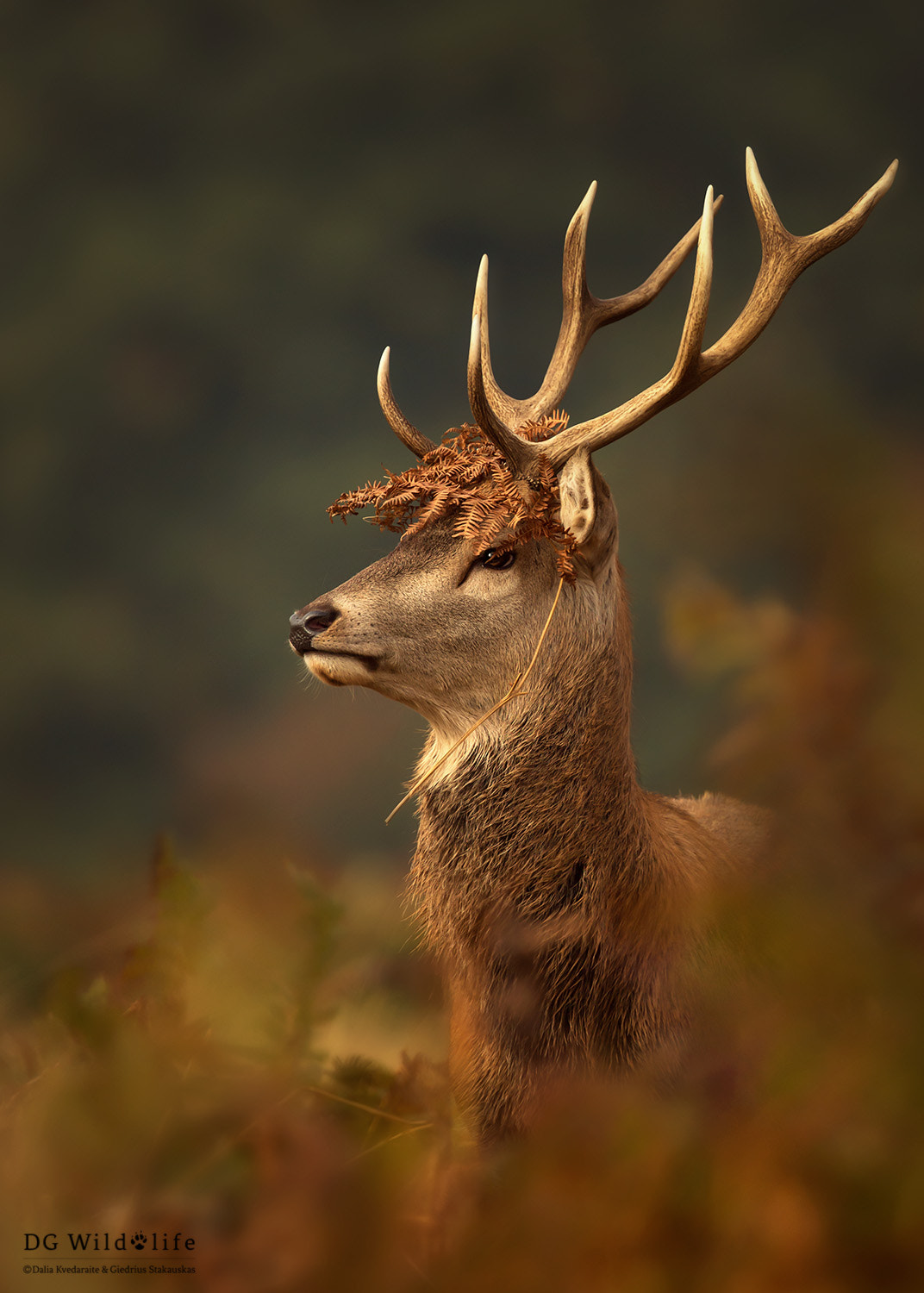 Canon EF 300mm F2.8L IS II USM sample photo. Red deer in style photography