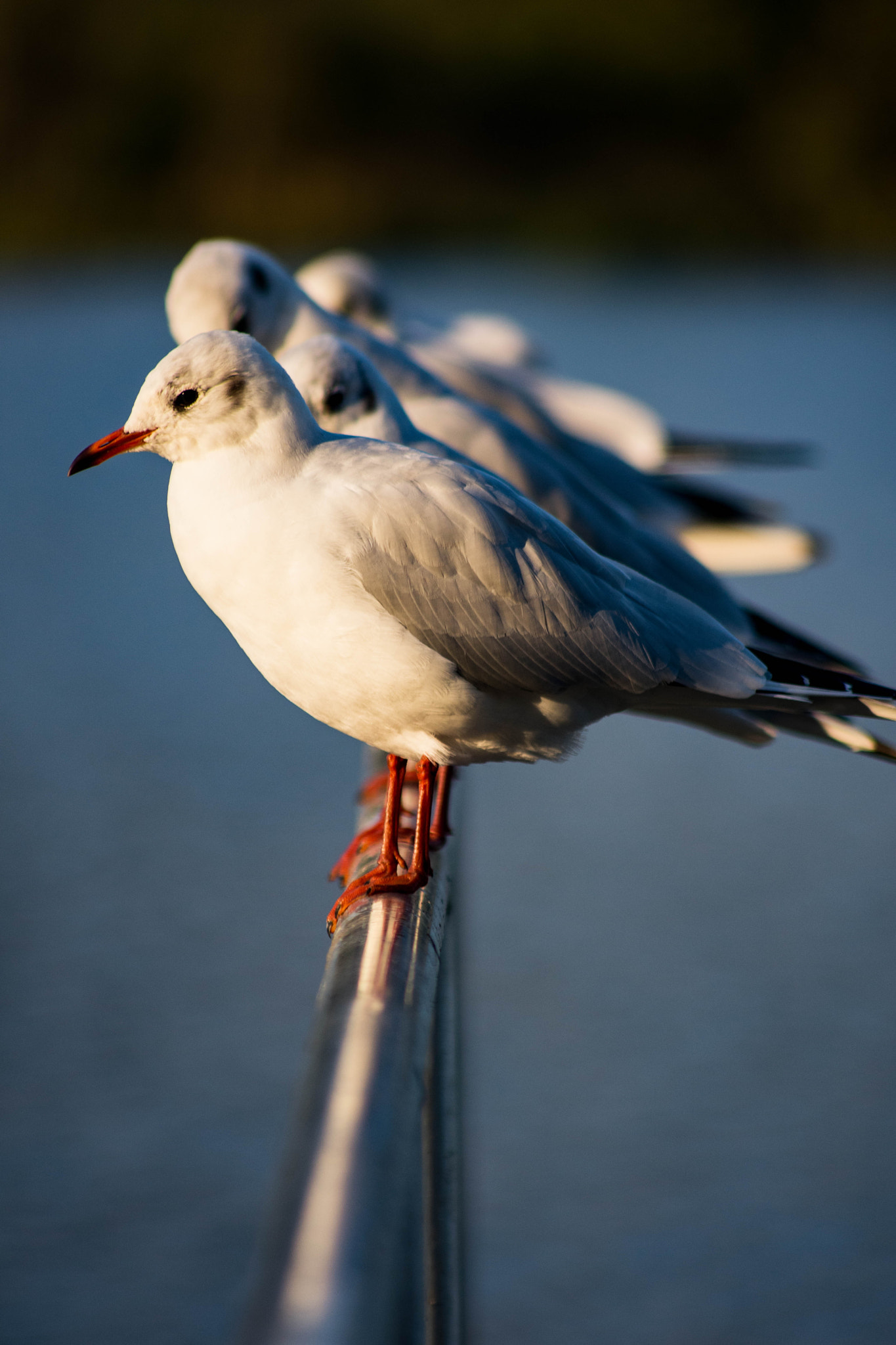 Sigma 70-300mm F4-5.6 APO DG Macro sample photo. Blackheaded  gulls  photography