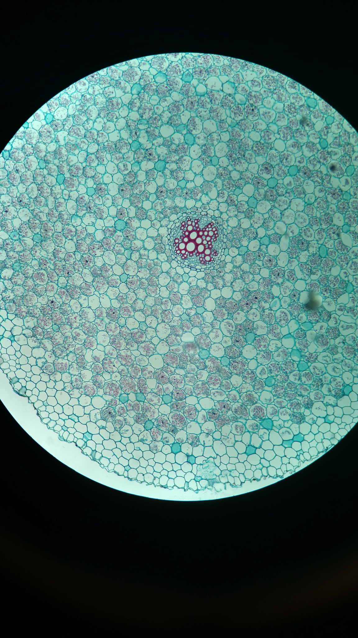 Motorola Moto X Pure Edition sample photo. Monocot stem cell photography