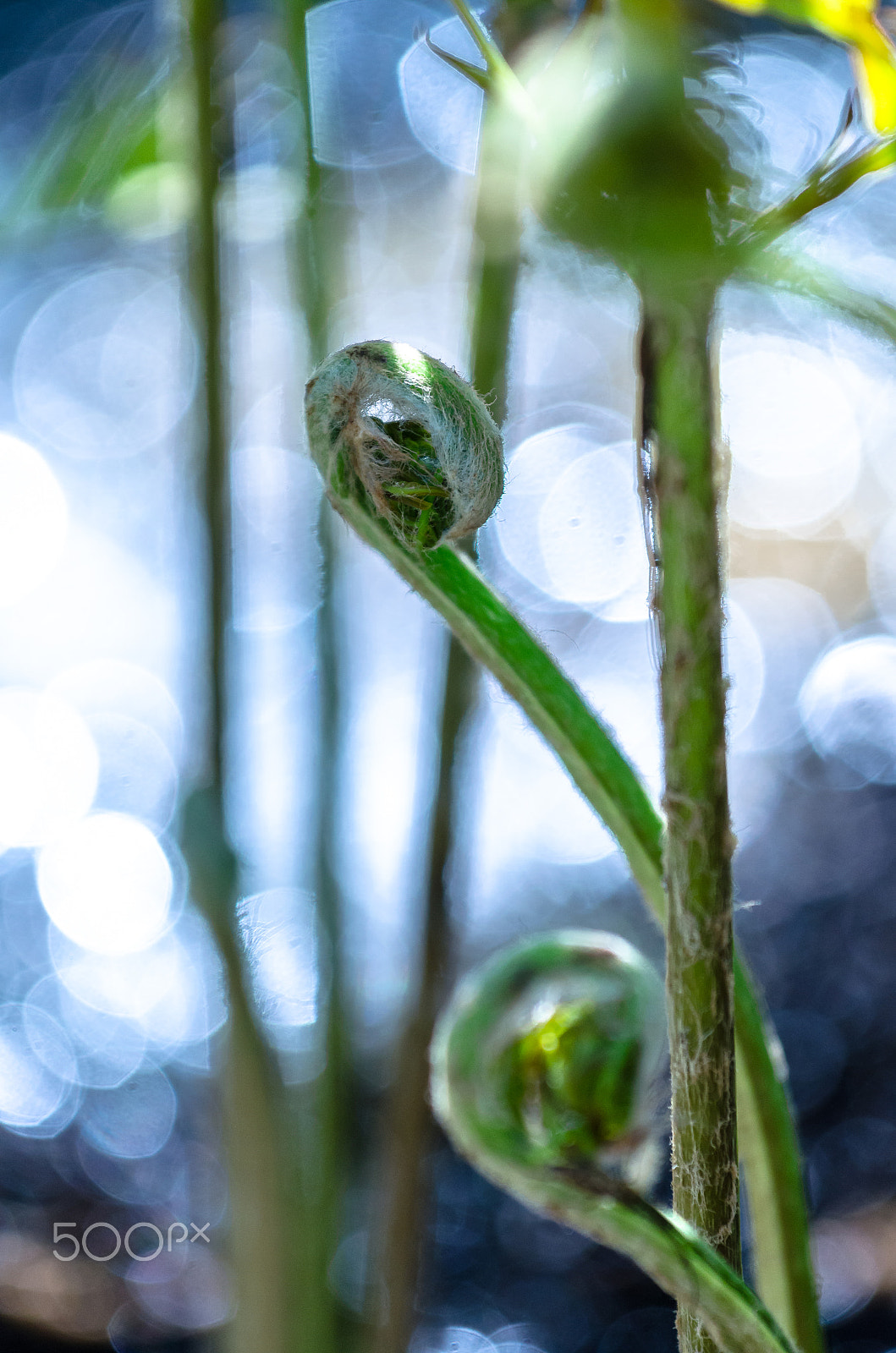 Nikon AF-S Nikkor 70-200mm F4G ED VR sample photo. Farn am wasser photography